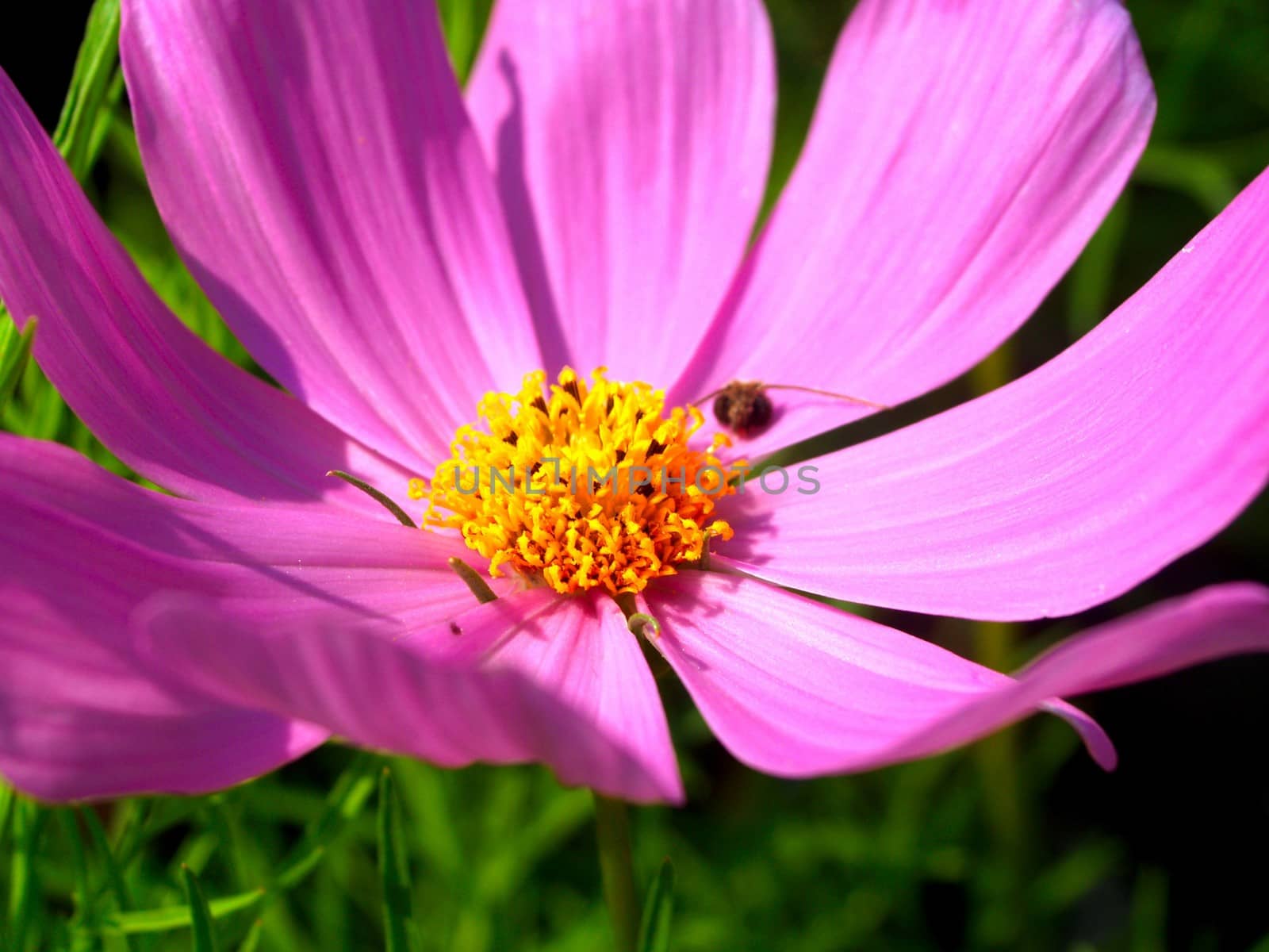 the Selection of Various Colorful  Flower in nature