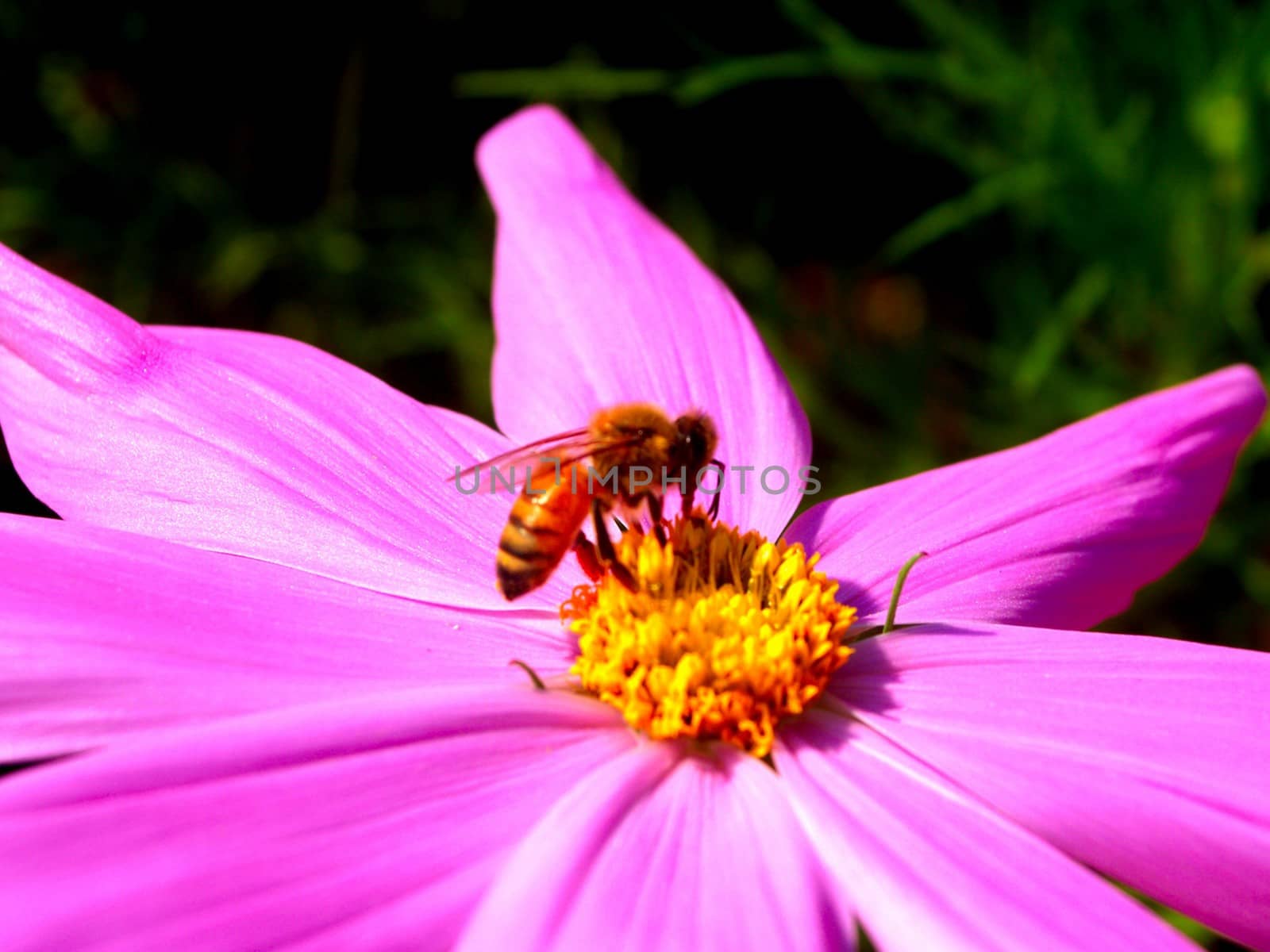 the Selection of Various Colorful  Flower in nature