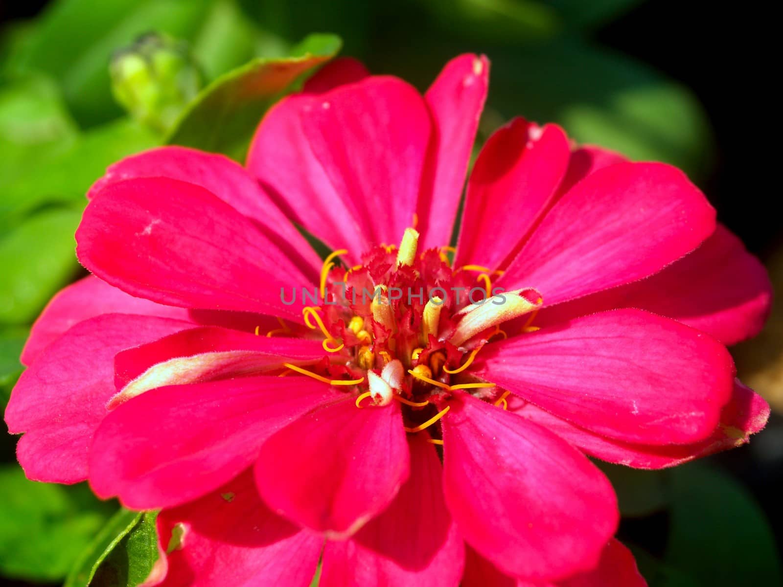 the Selection of Various Colorful  Flower in nature