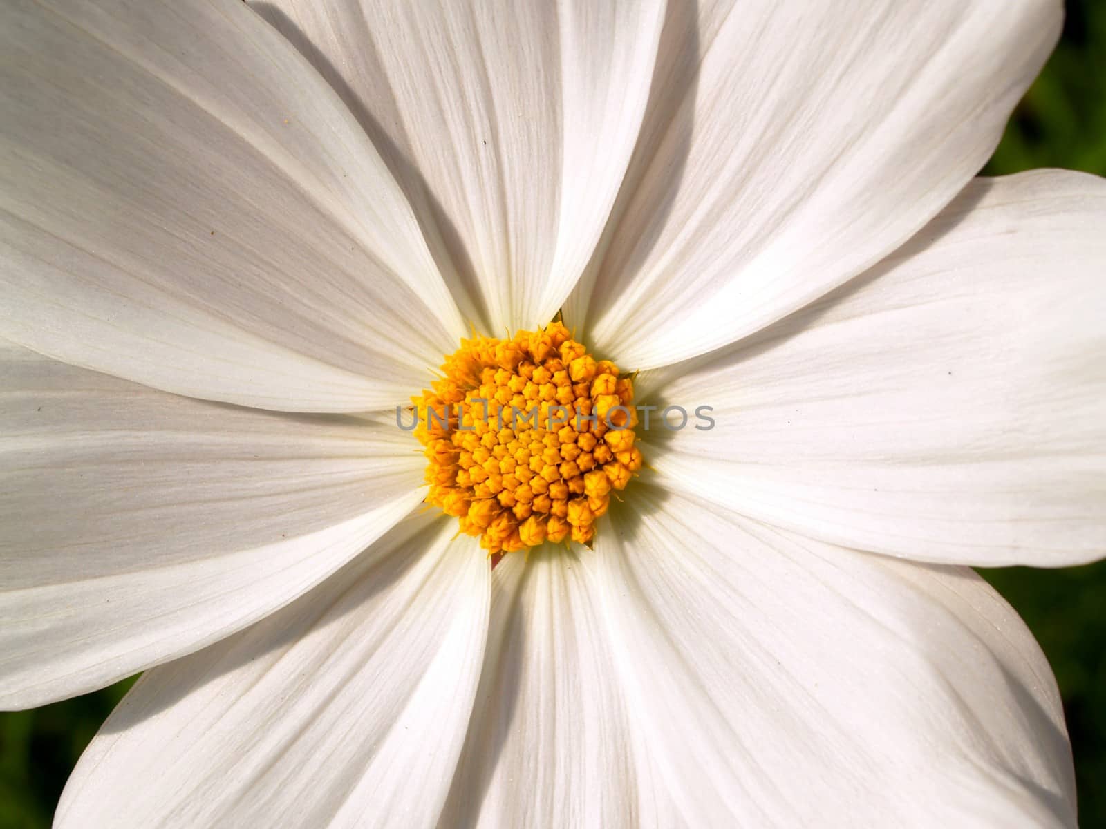 the Selection of Various Colorful  Flower in nature