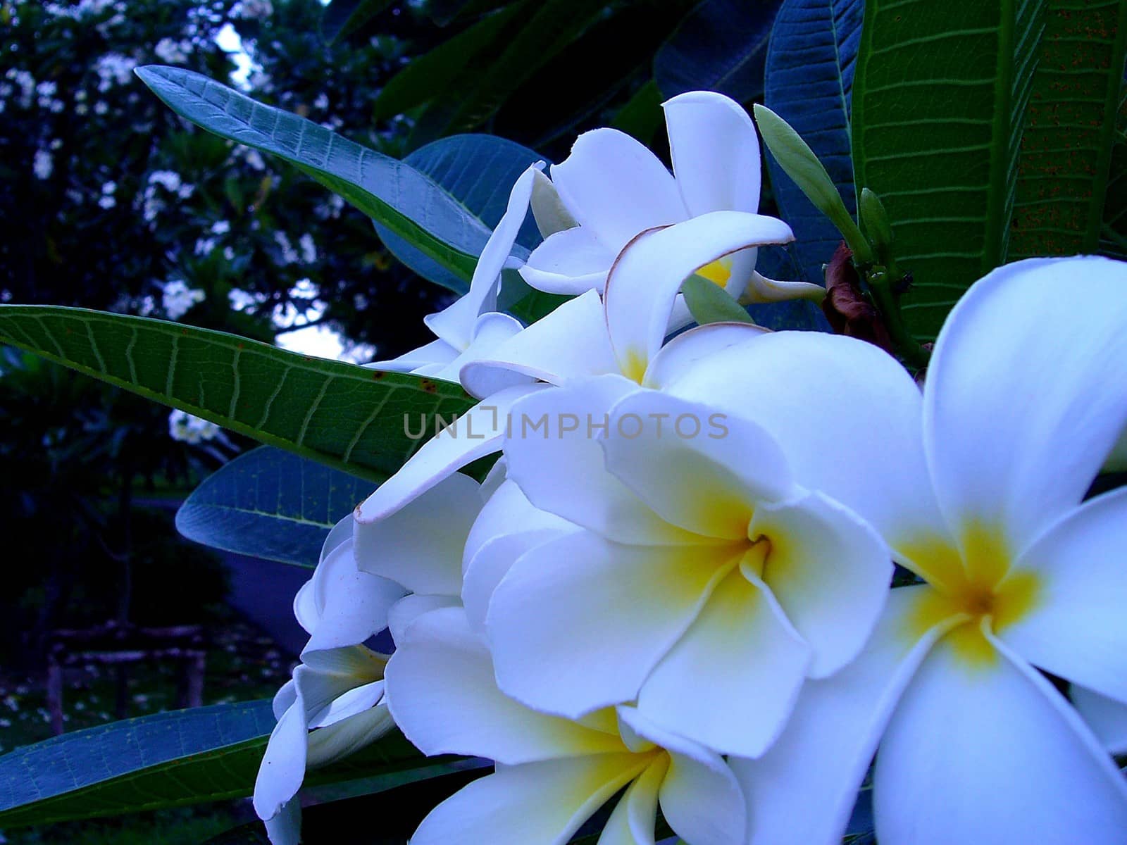 the Selection of Various Colorful  Flower in nature