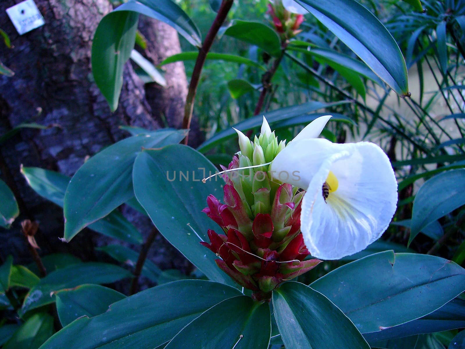 the Selection of Various Colorful  Flower in nature