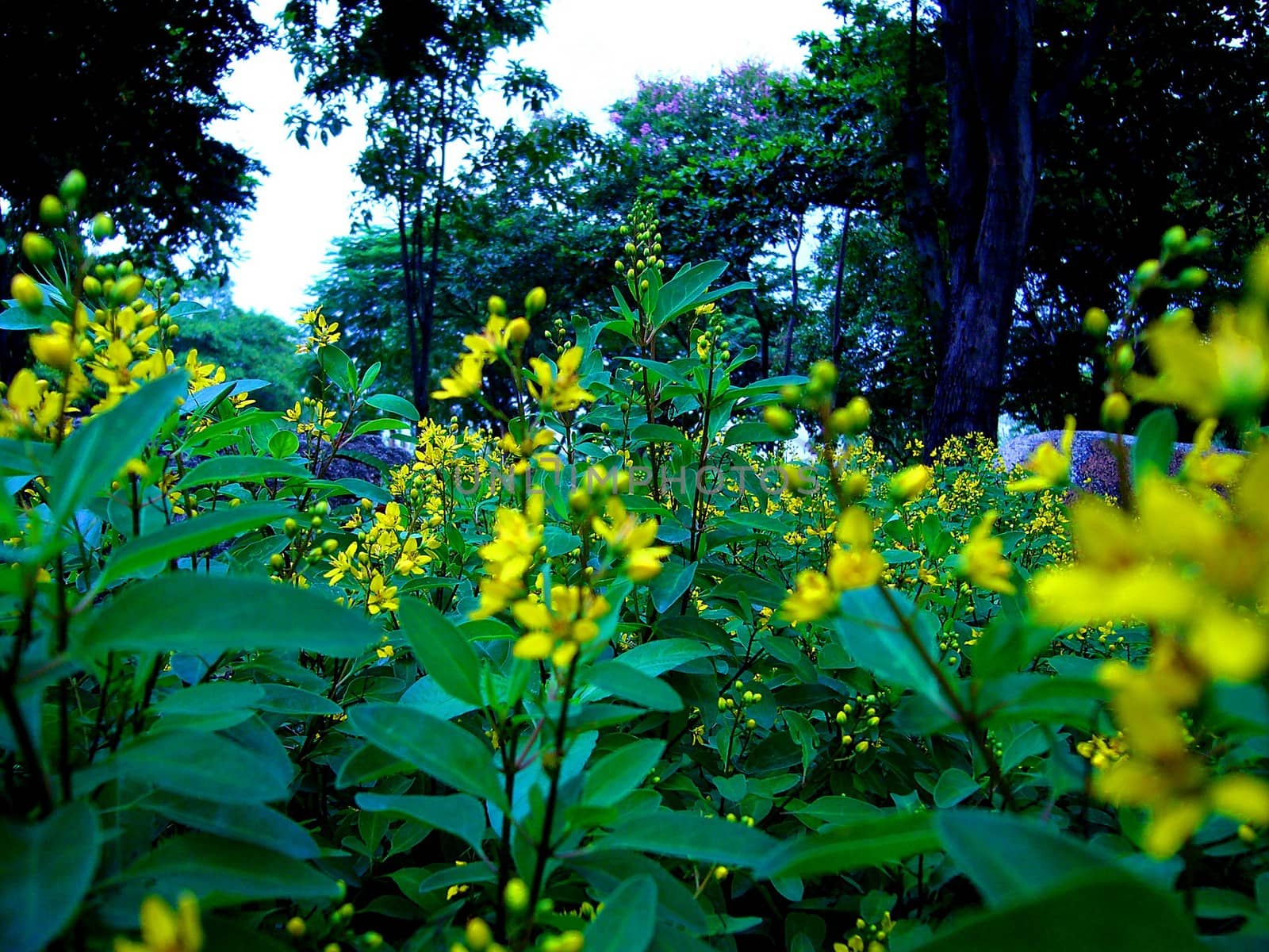 the Selection of Various Colorful  Flower in nature