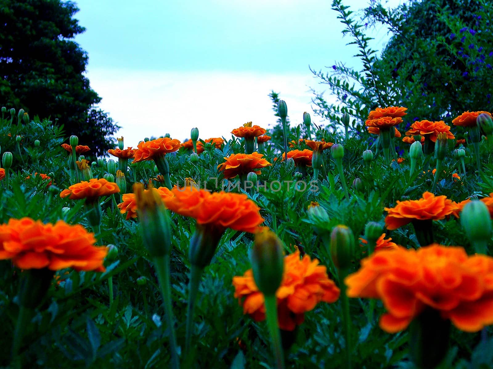 the Selection of Various Colorful  Flower in nature by kiddaikiddee