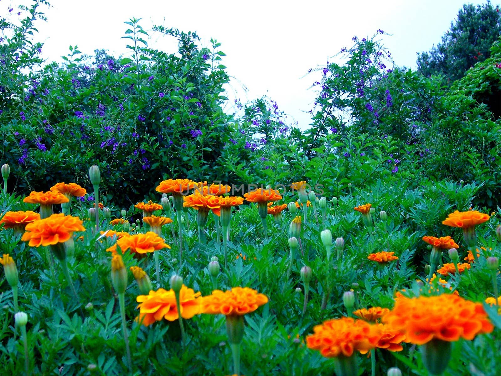 the Selection of Various Colorful  Flower in nature