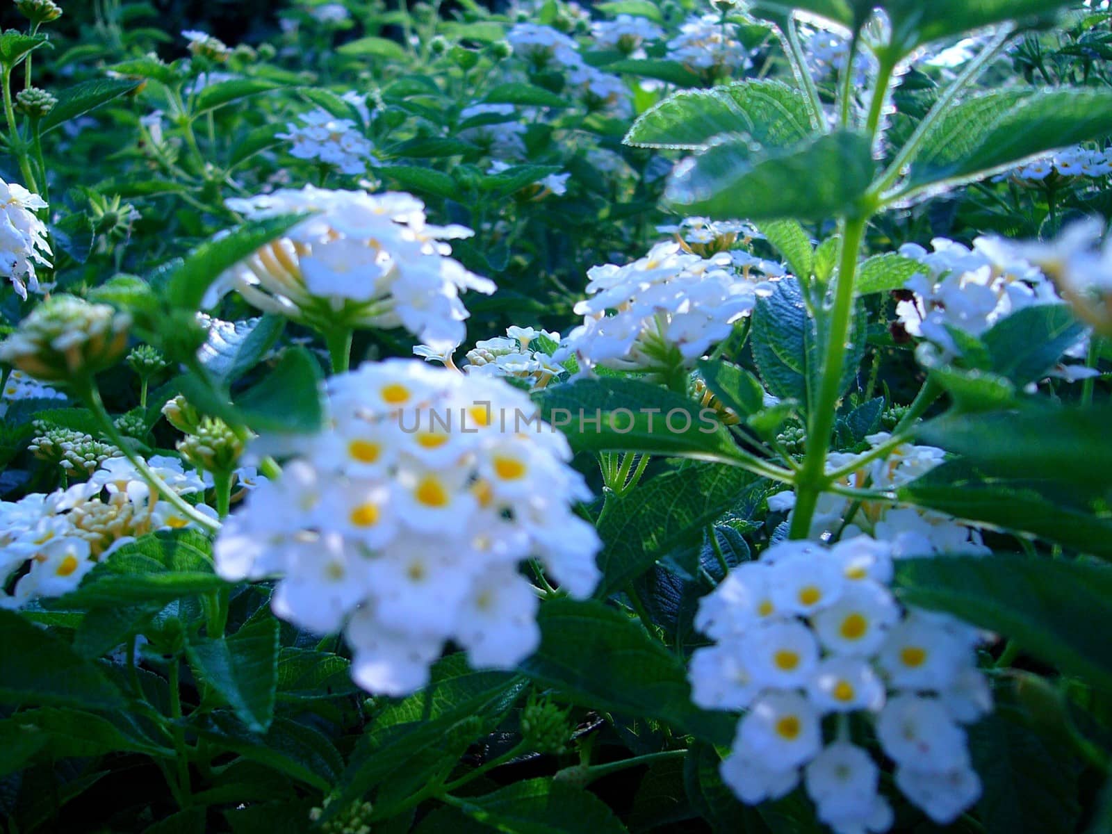 the Selection of Various Colorful  Flower in nature