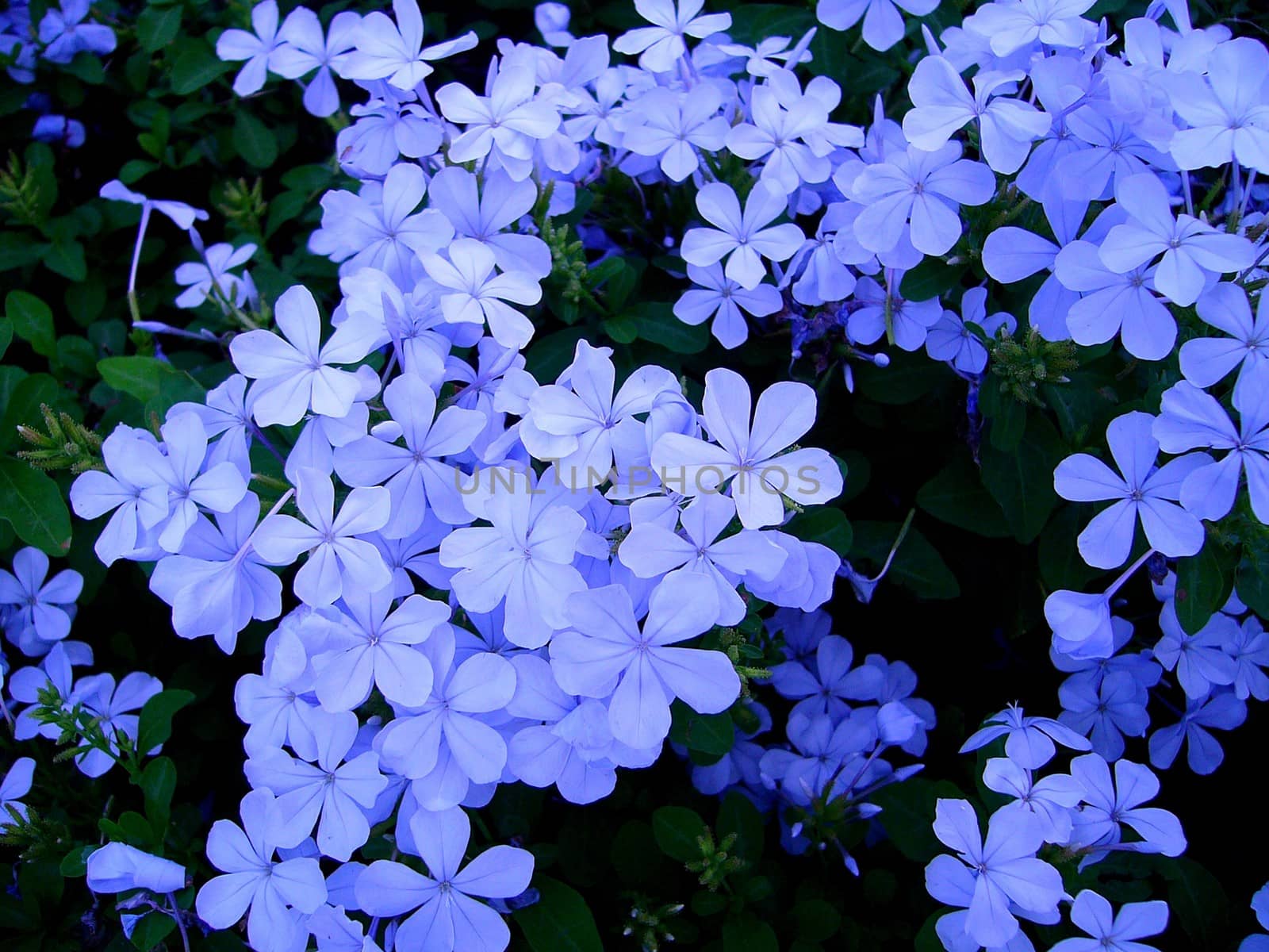 the Selection of Various Colorful  Flower in nature