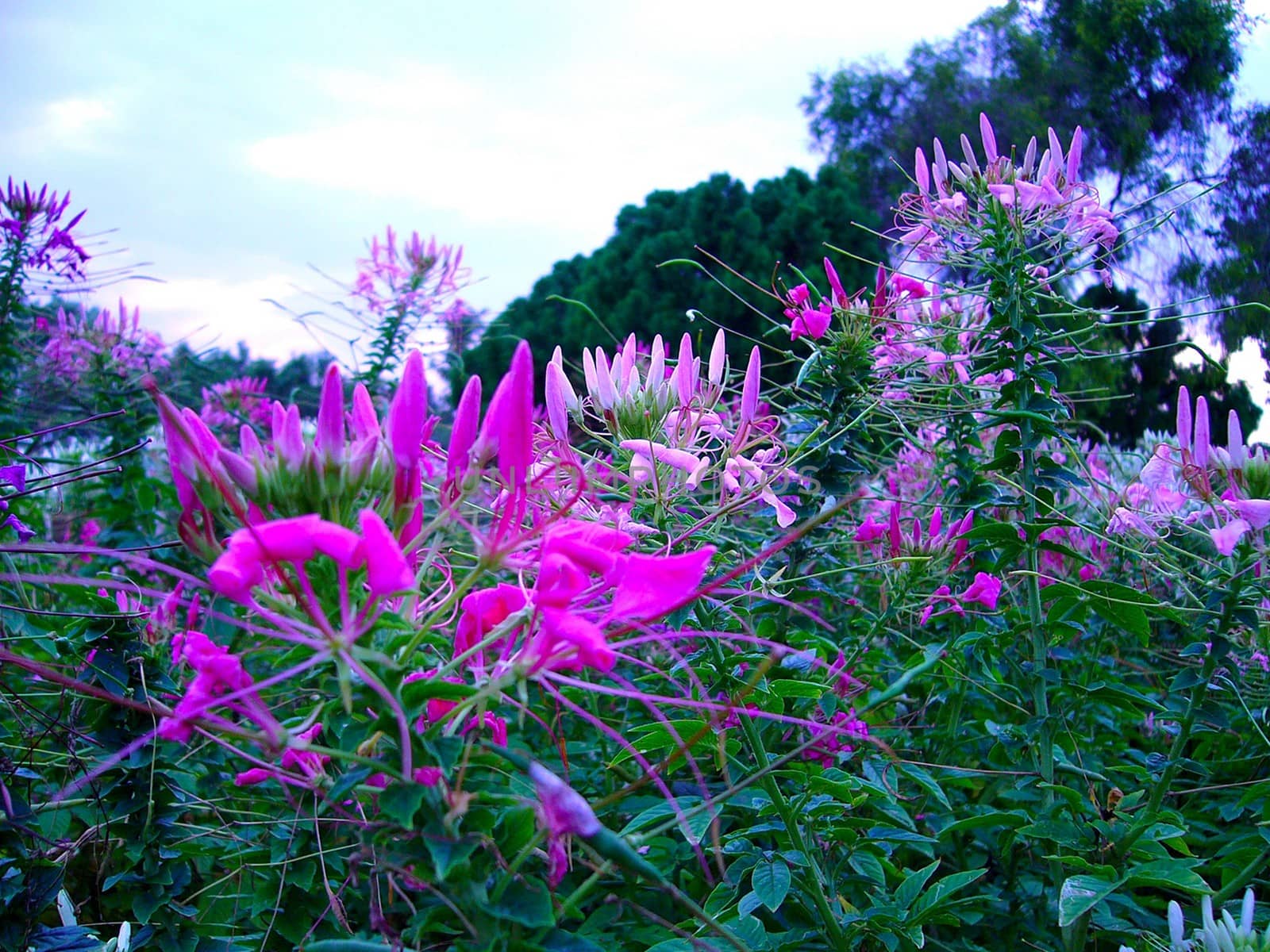 the Selection of Various Colorful  Flower in nature