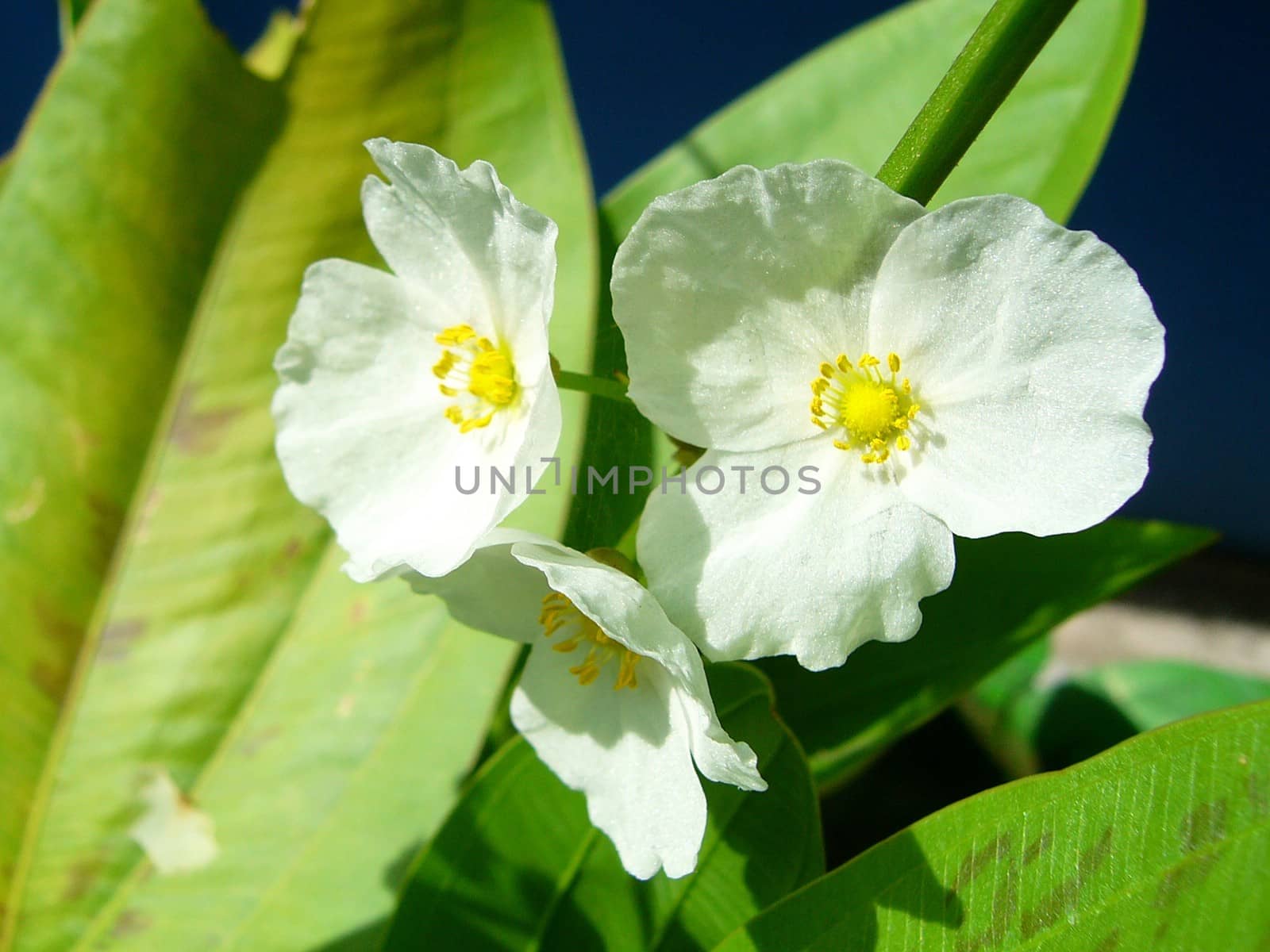 the Selection of Various Colorful  Flower in nature