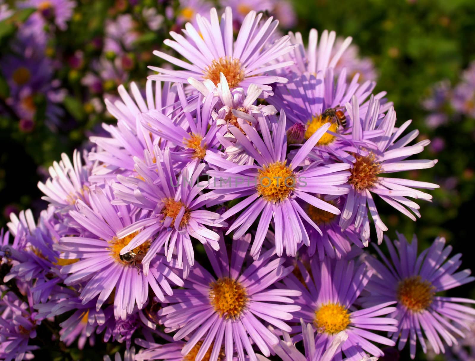 the Selection of Various Colorful  Flower in nature