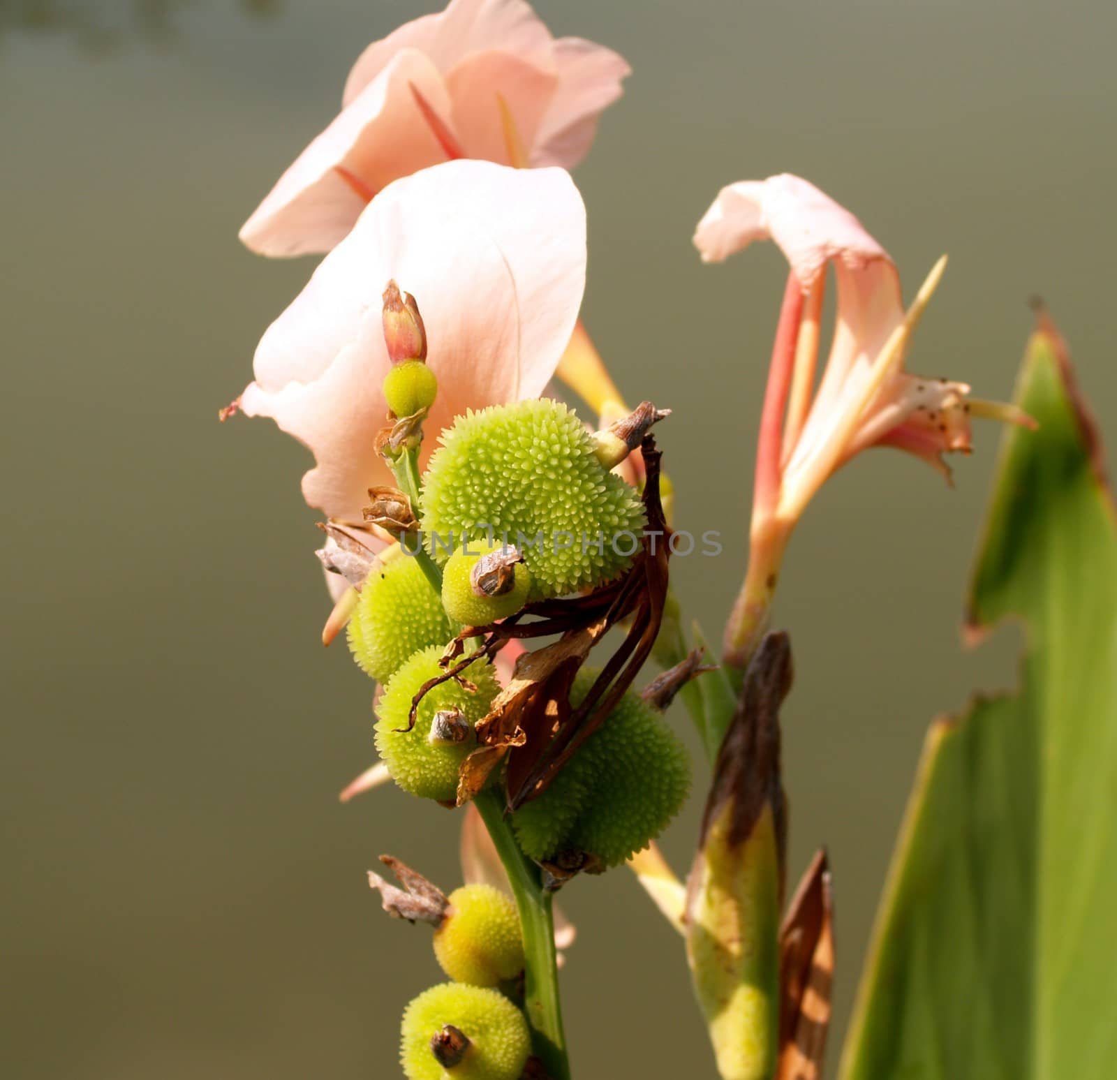 the Selection of Various Colorful  Flower in nature