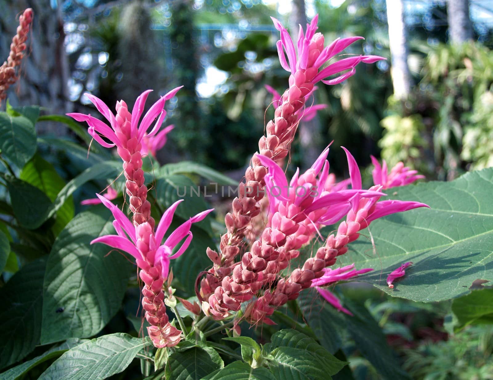 the Selection of Various Colorful  Flower in nature by kiddaikiddee