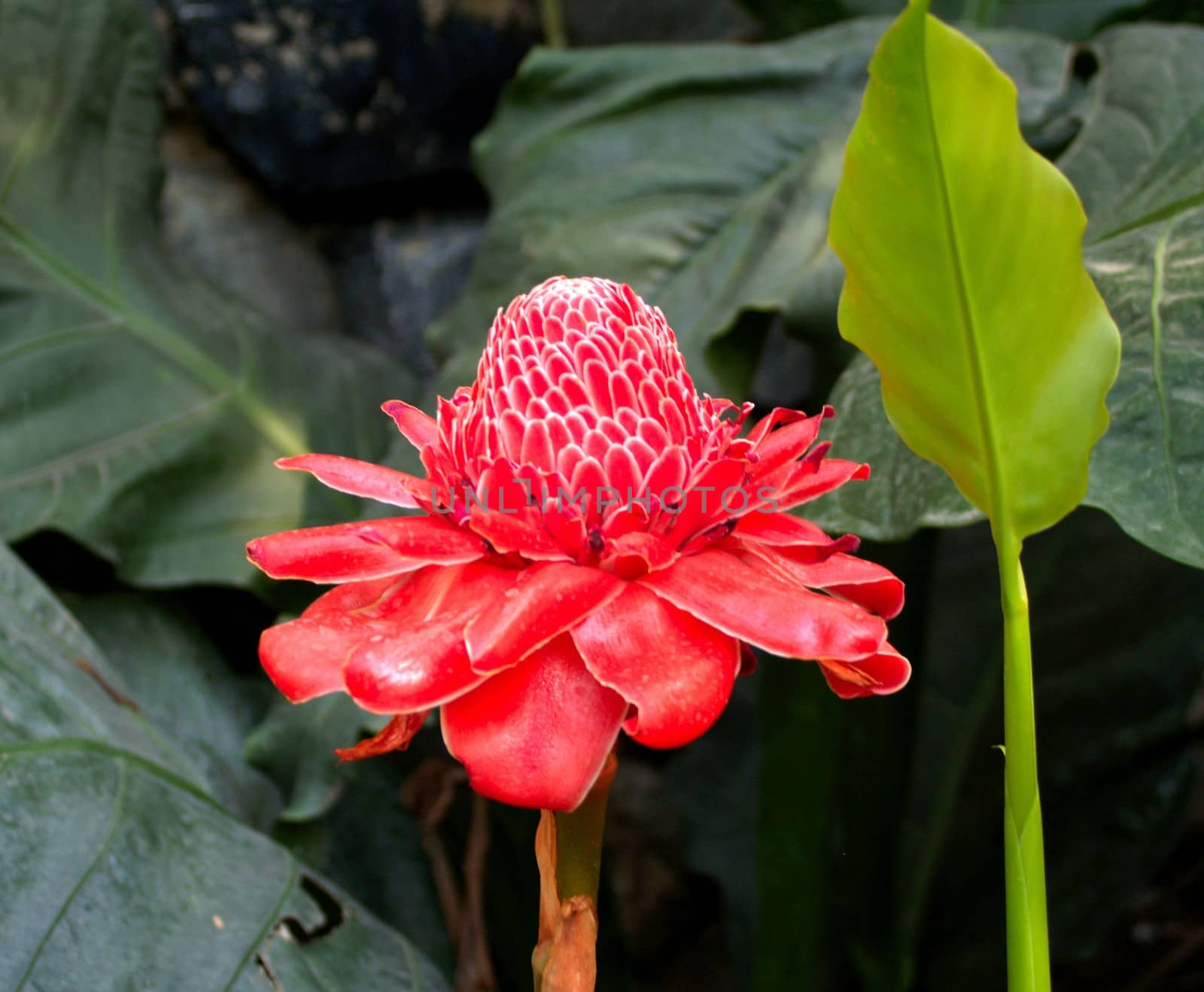 the Selection of Various Colorful  Flower in nature