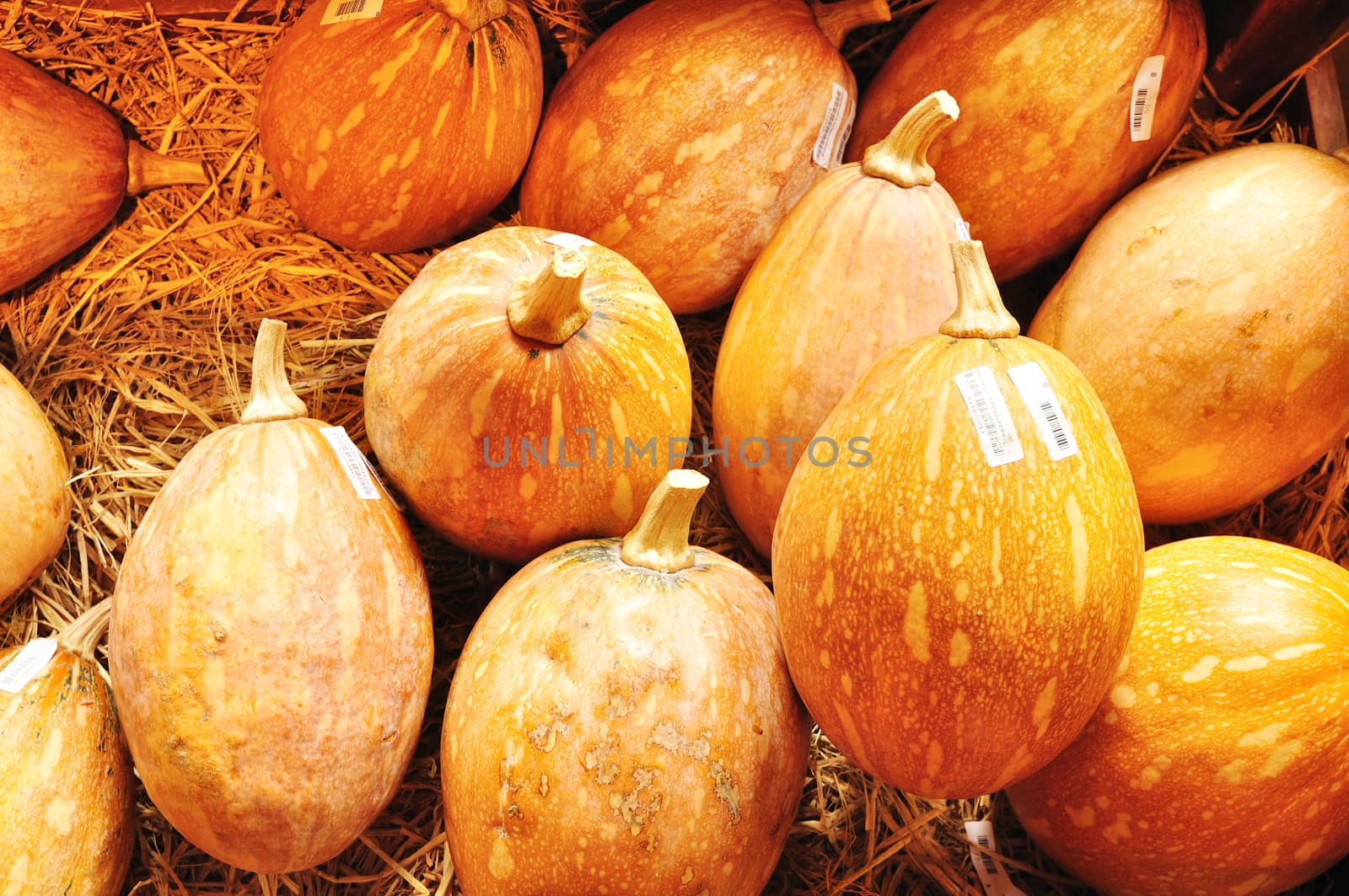 Thai Laithong Squash or Thai pumpkin on Straw, Laithong species