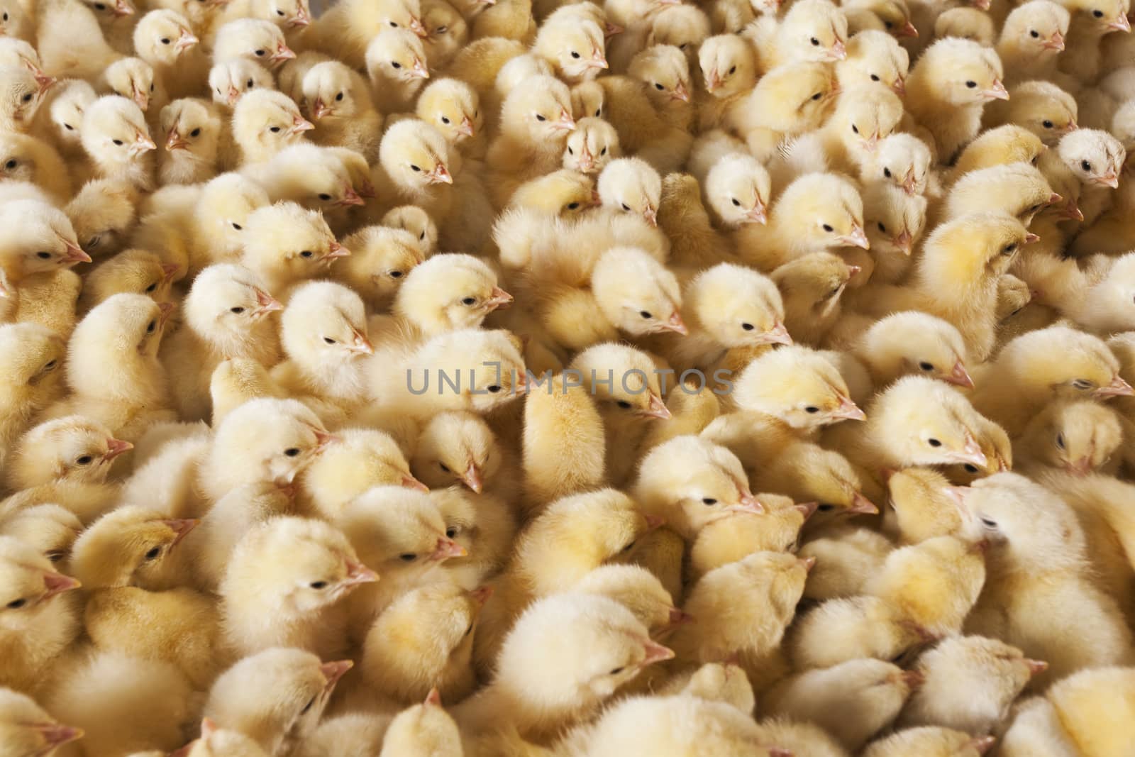 Large group of baby chicks on chicken farm by emirkoo