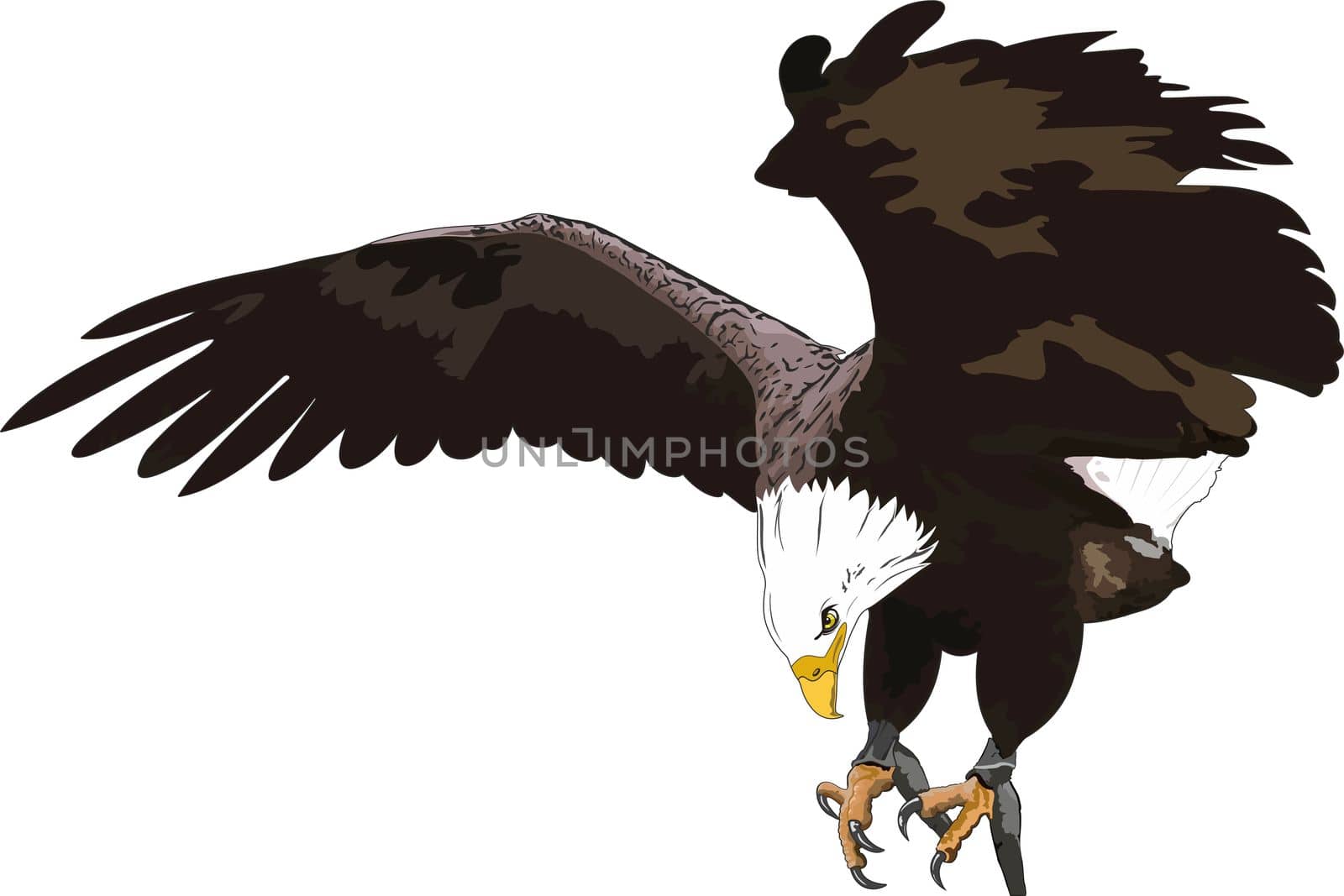 Illustration of an eagle in flight with wings spread