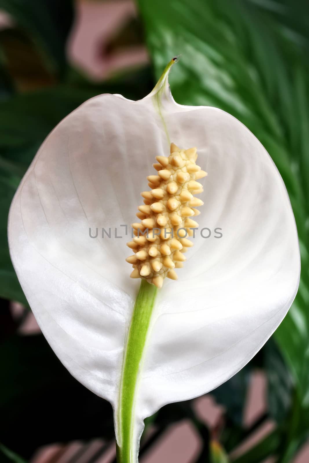 Spring flowers, a background