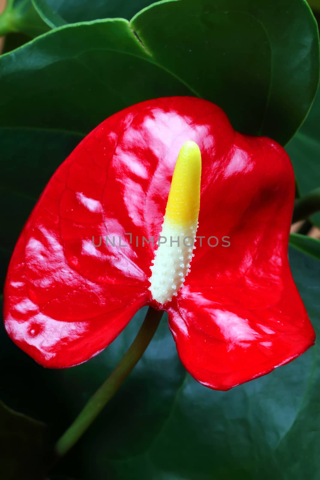 Spring flowers, a background