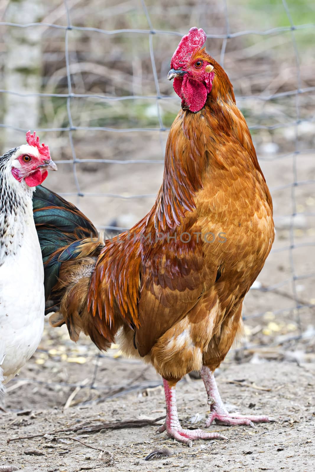 Rooster on the farm, with a hen