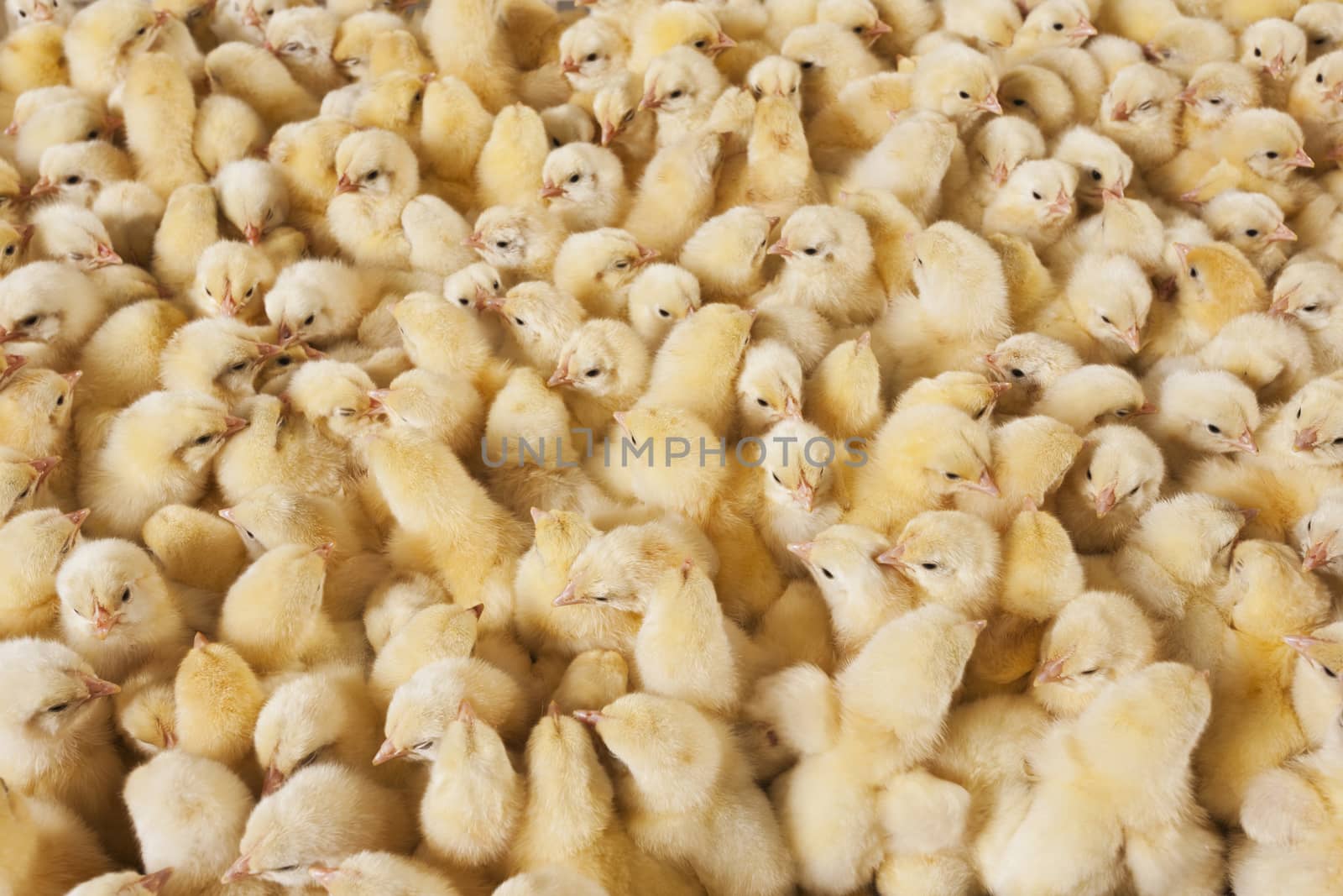 Large group of baby chicks on chicken farm by emirkoo