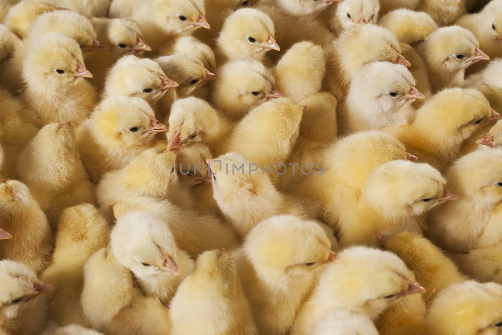 Large group of baby chicks on chicken farm by emirkoo