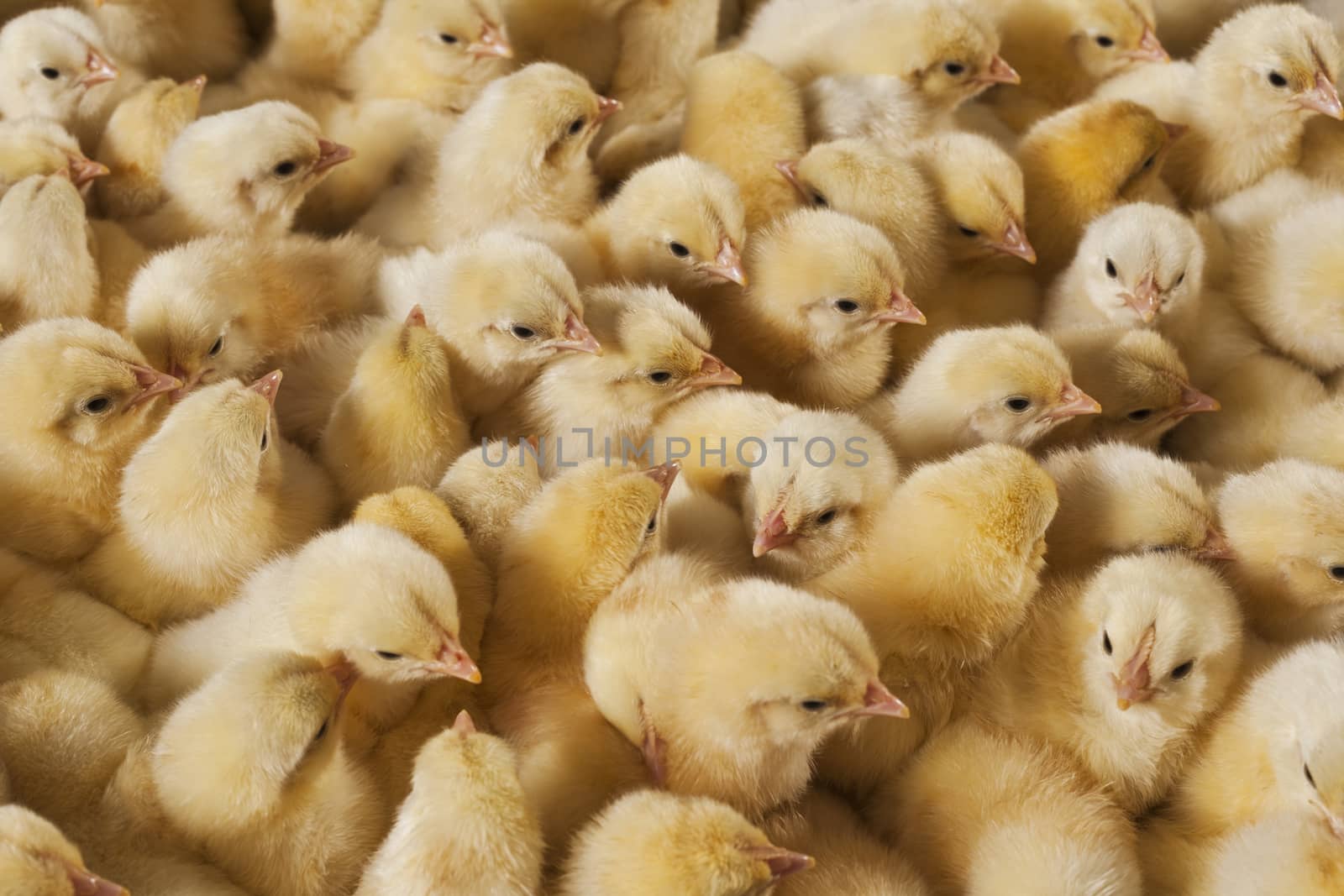 Large group of baby chicks on chicken farm by emirkoo