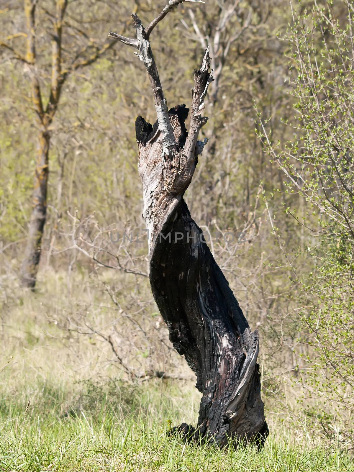 tree burnt by lightning after heavy storm