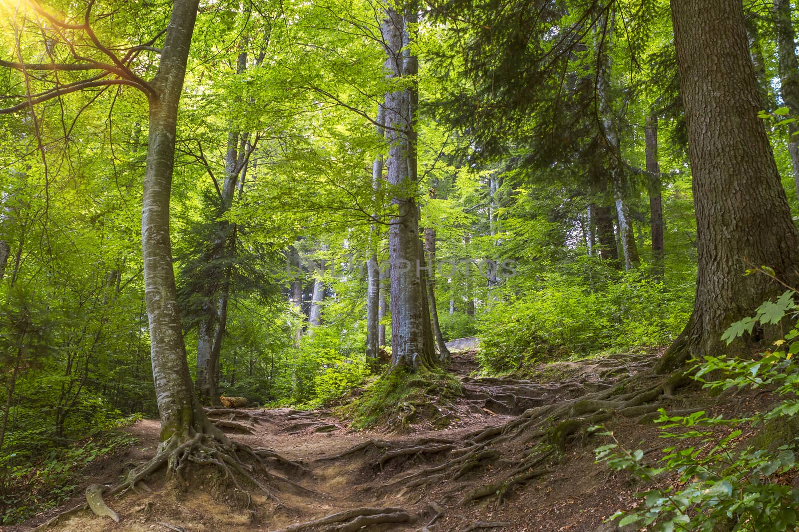 beautiful green forest by manaemedia