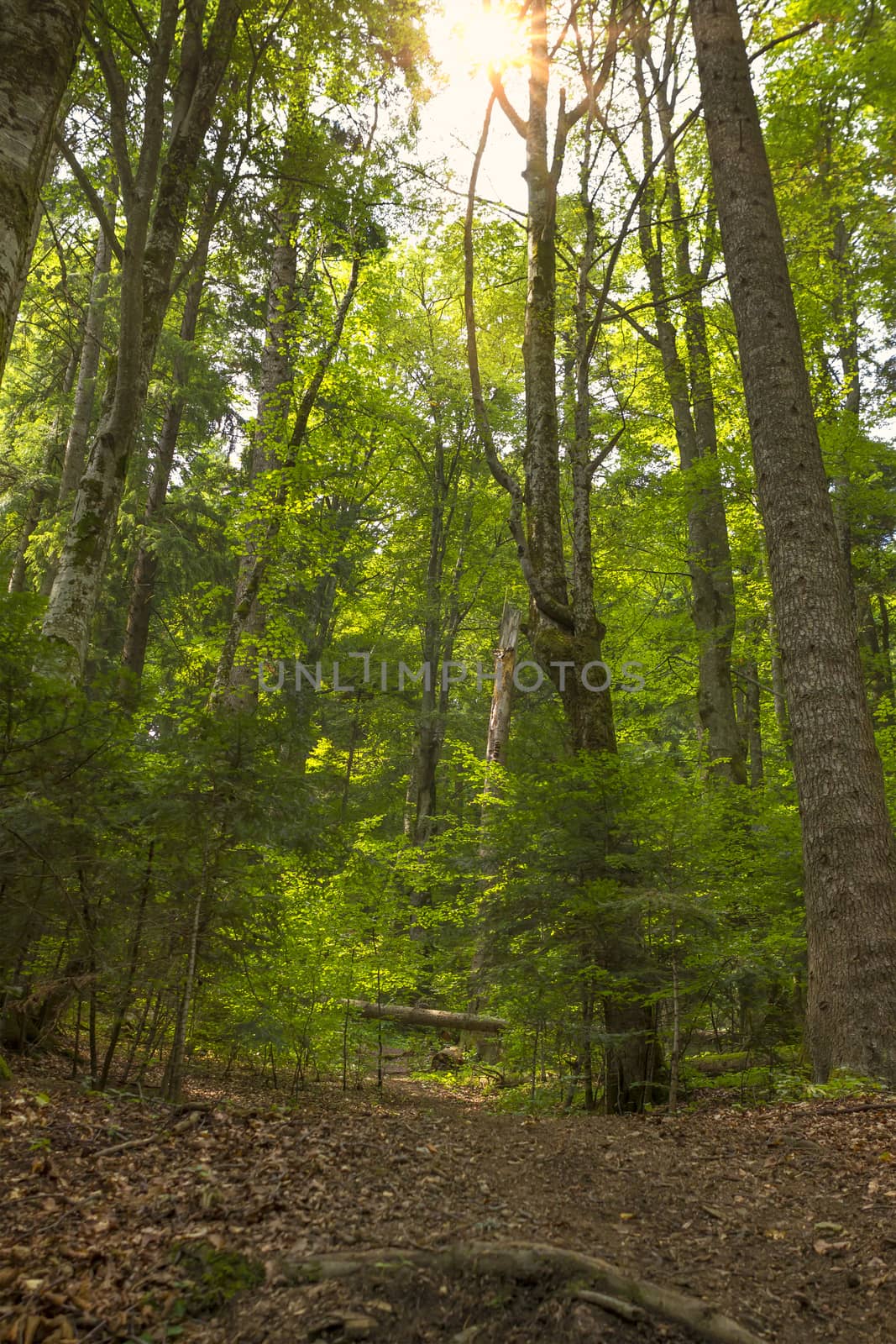 sunlight in the green forest by manaemedia