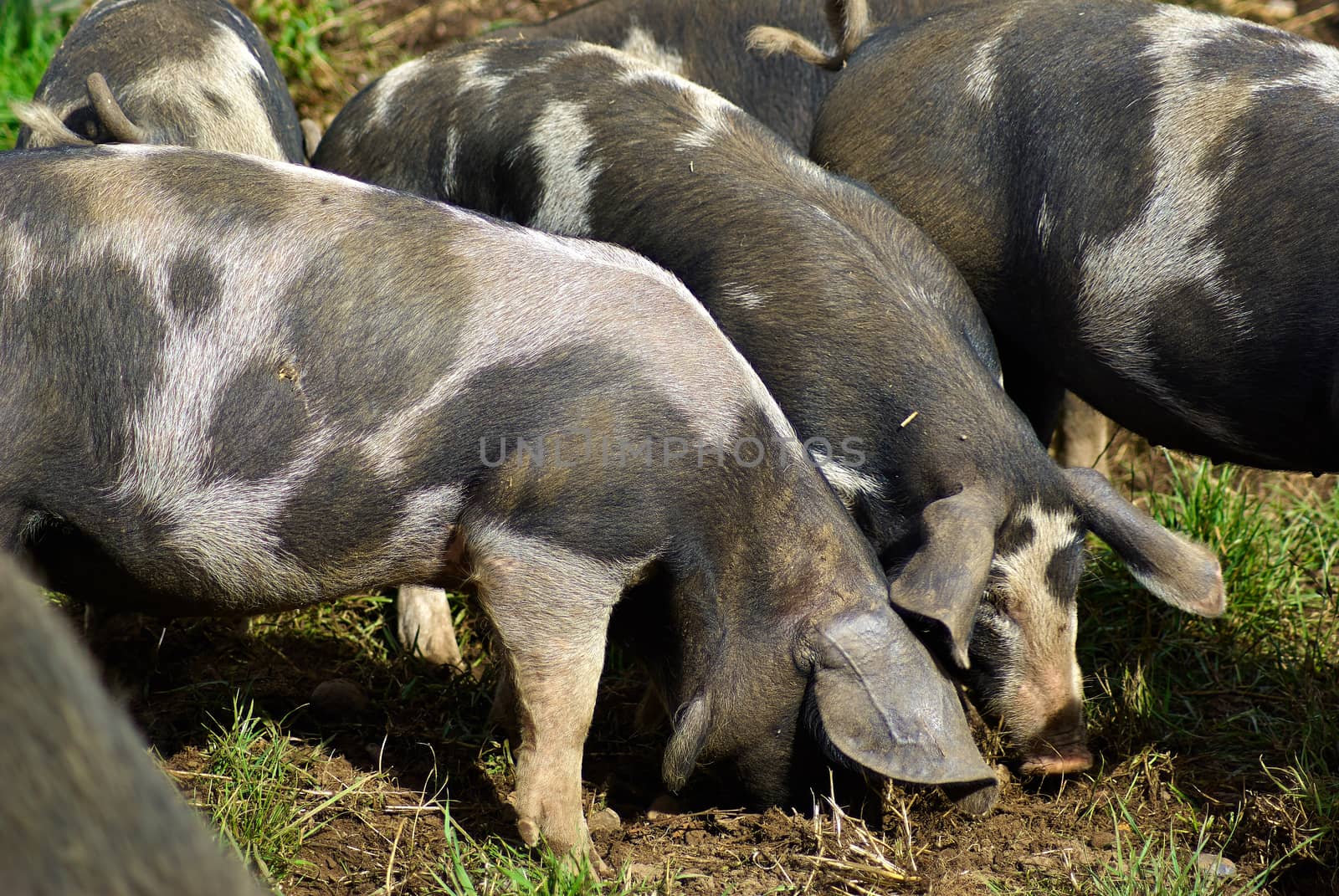 Free range pigs grazing in an organic ecological farm