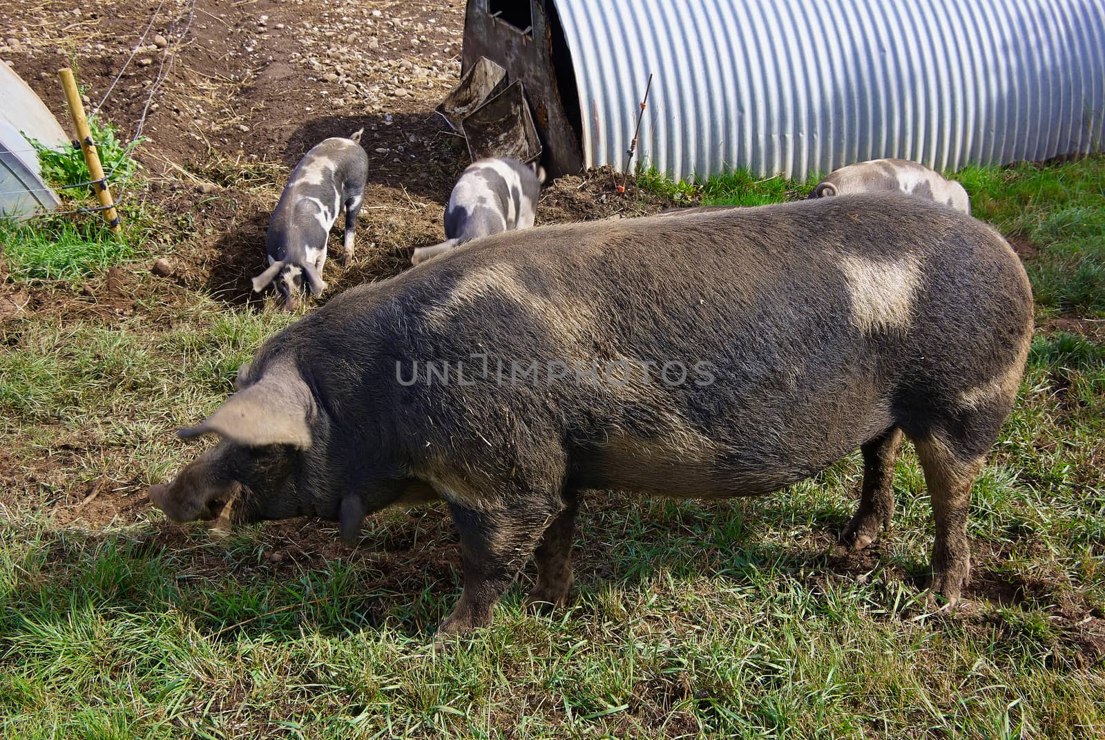 Free range pigs grazing in an organic ecological farm