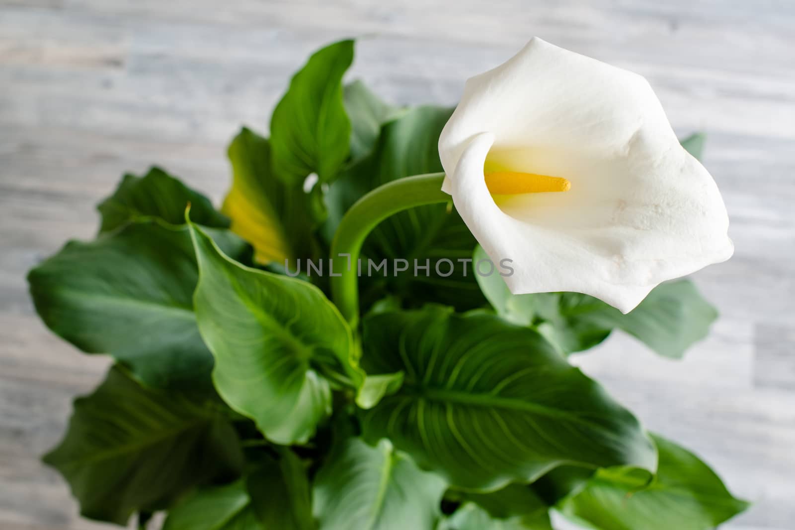 White Calla lily in full blossom on plant with neutral grey background