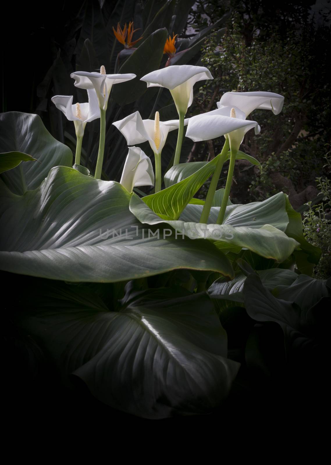 Group of calla lilies by ArtesiaWells