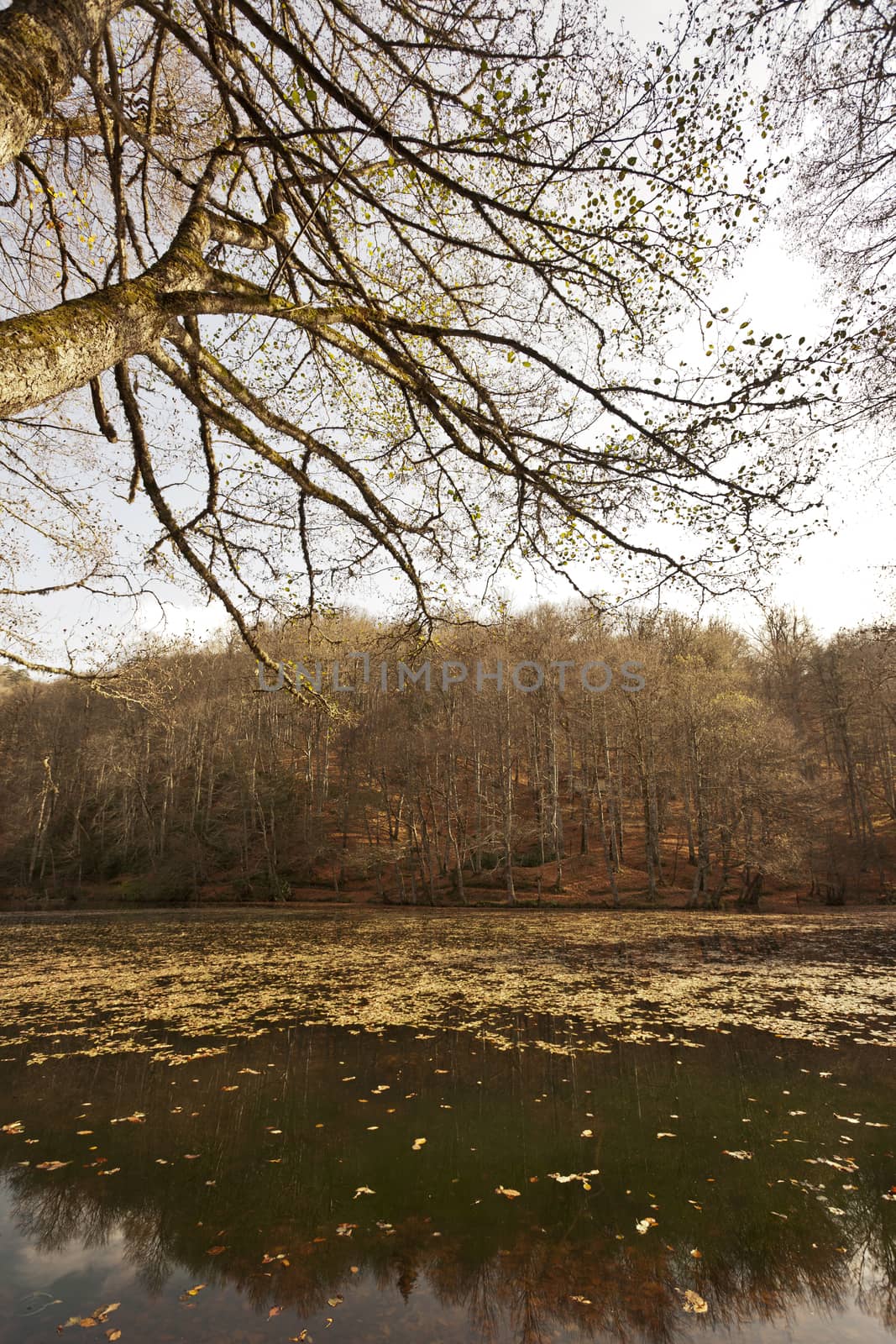 Yedigöller ( Seven Lakes) National Park , Bolu , Turkey