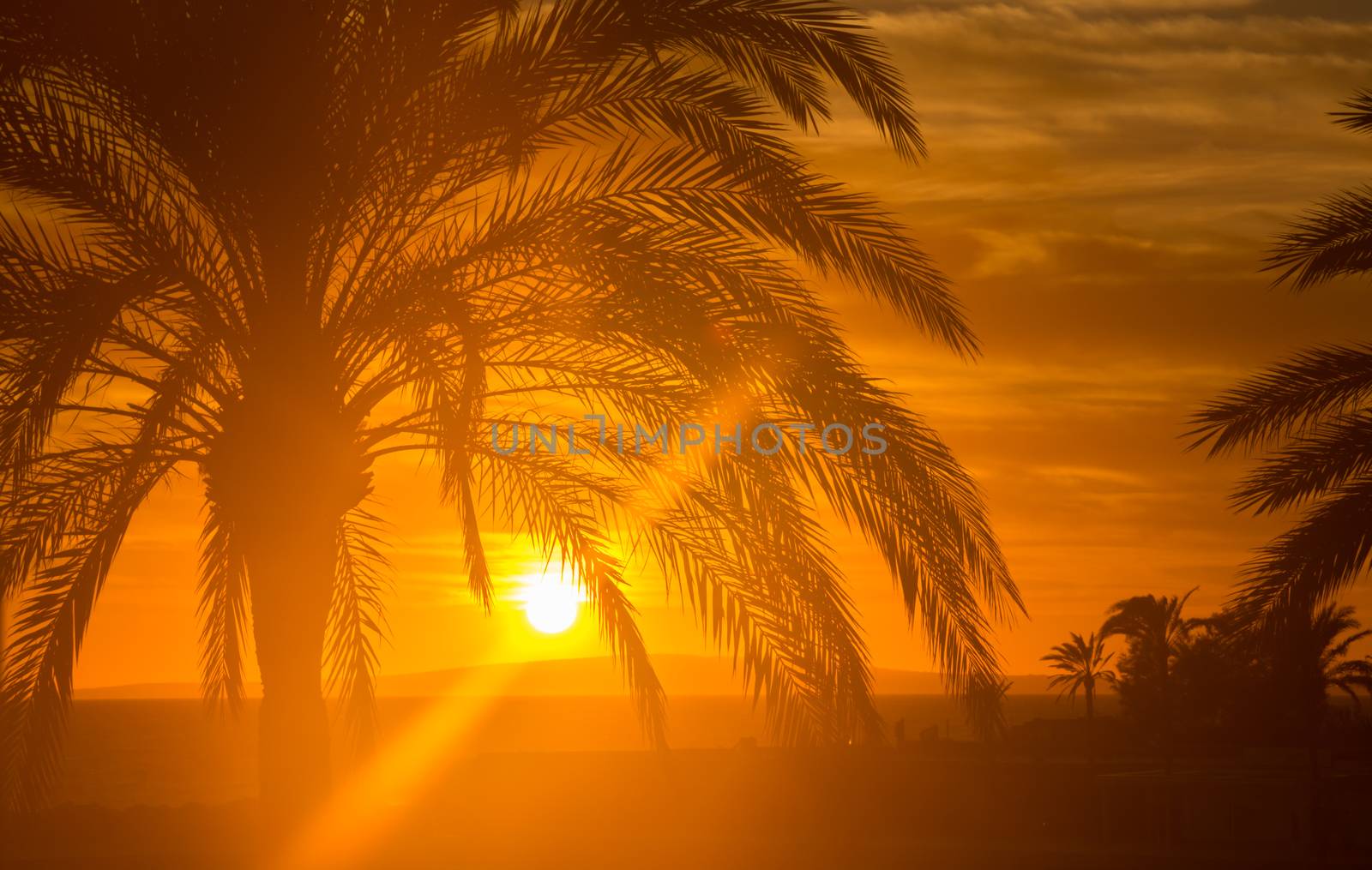 Red Majorca sunset with palm tree by ArtesiaWells