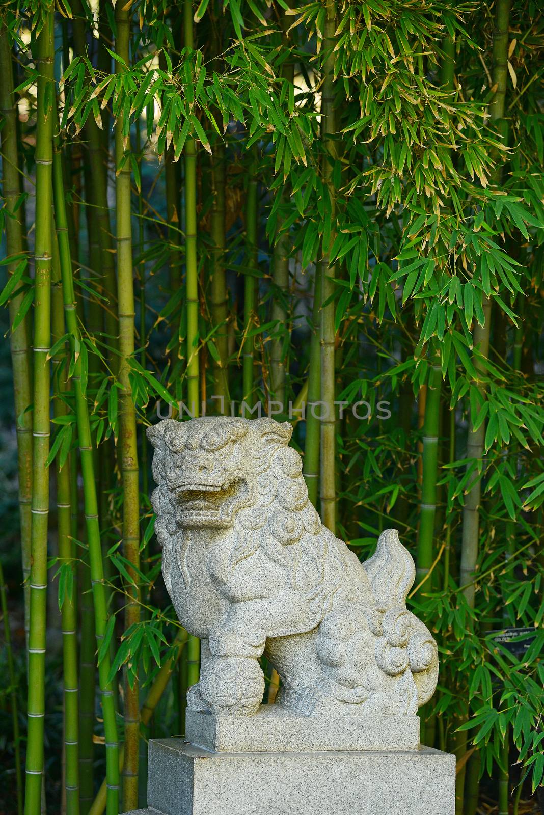 chinese garden with stone lion