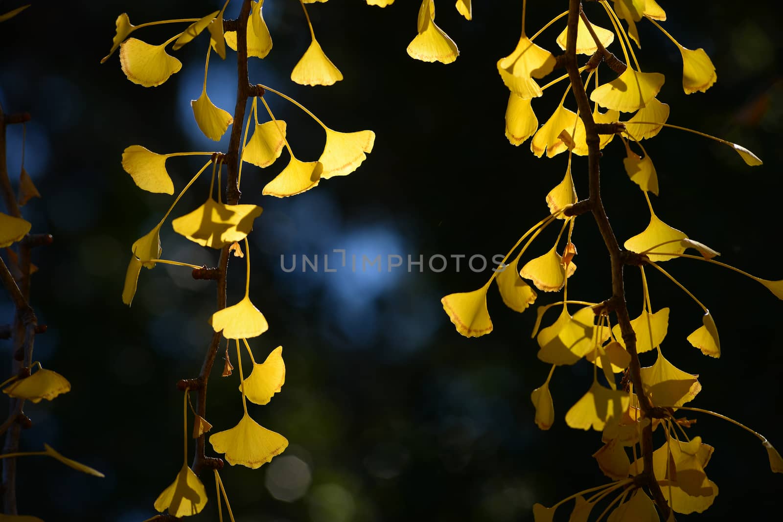 yellow ginkgo leaves in autumn