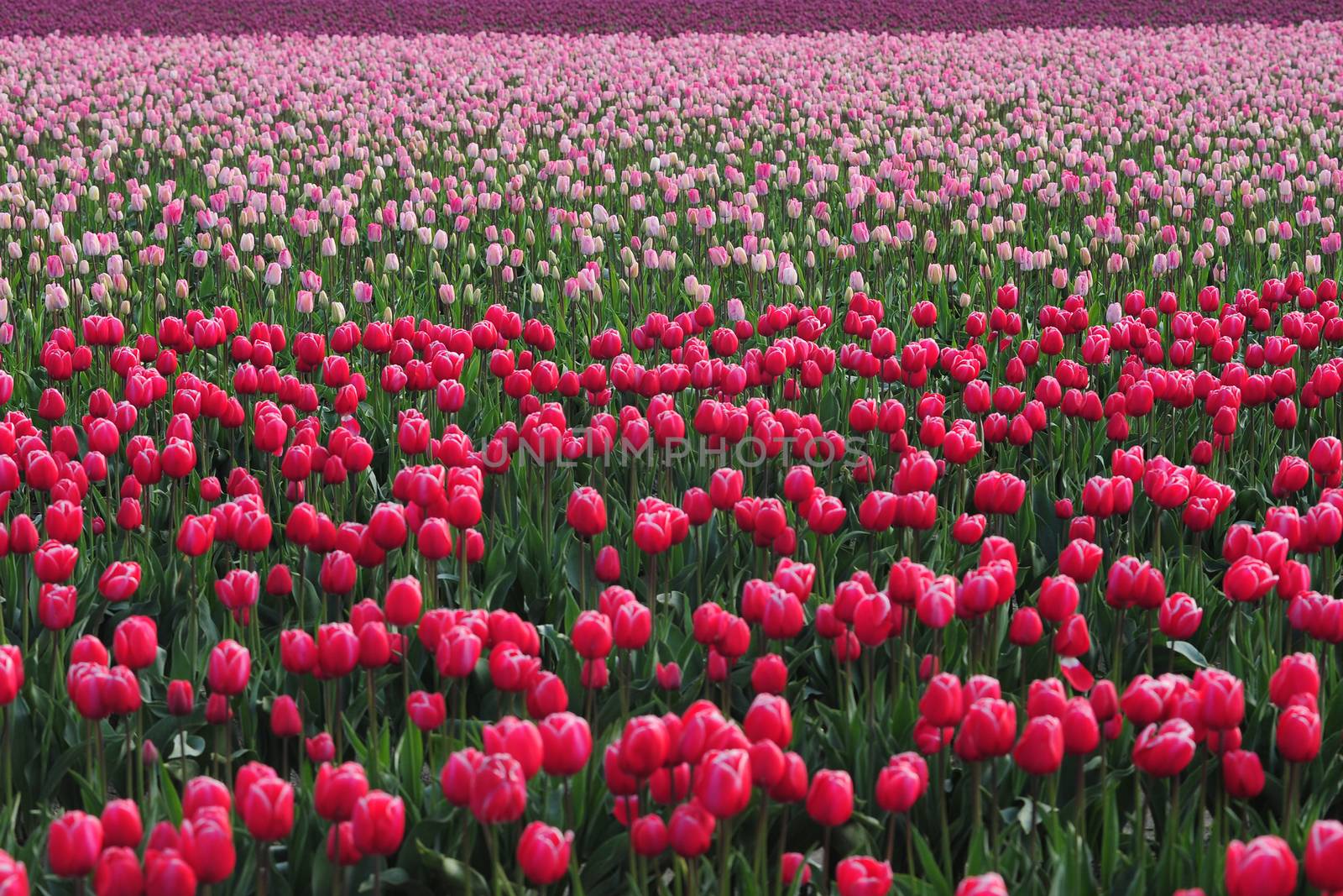 colorful tulip farm in washington state