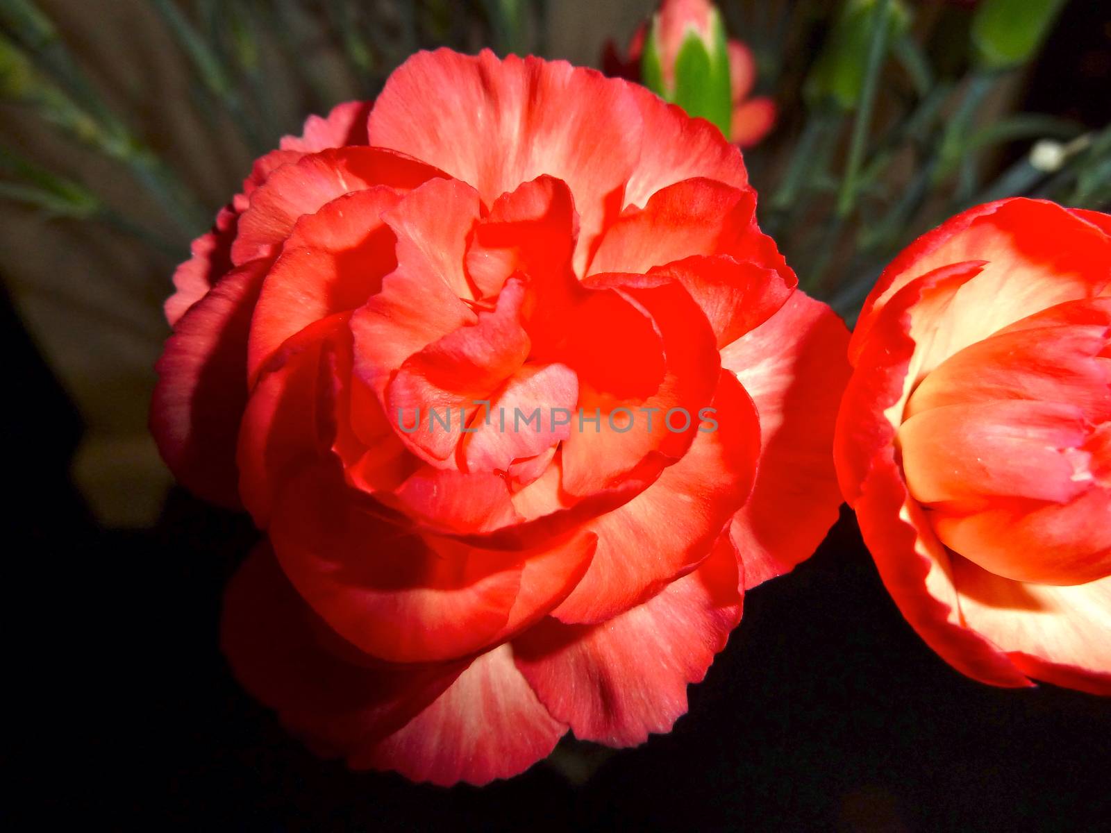 Bright red carnation flower as a pretty background image