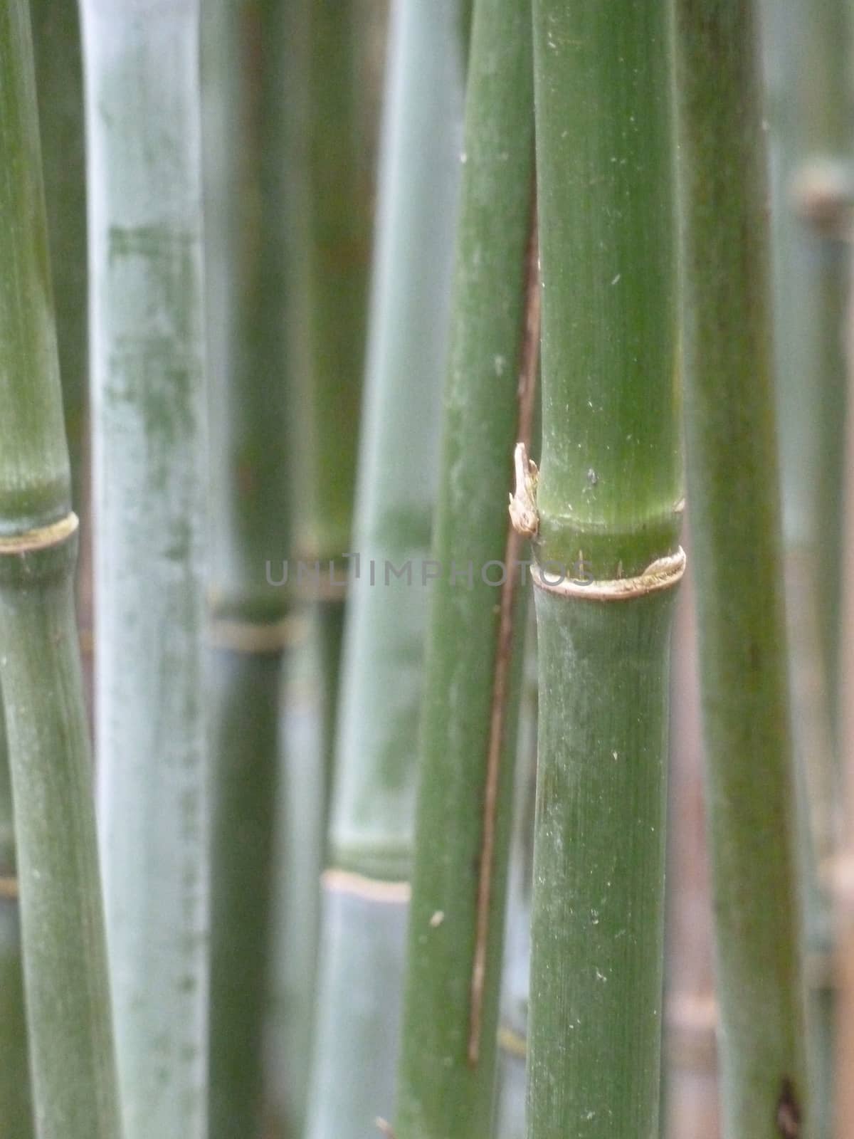Green bamboo by gazmoi