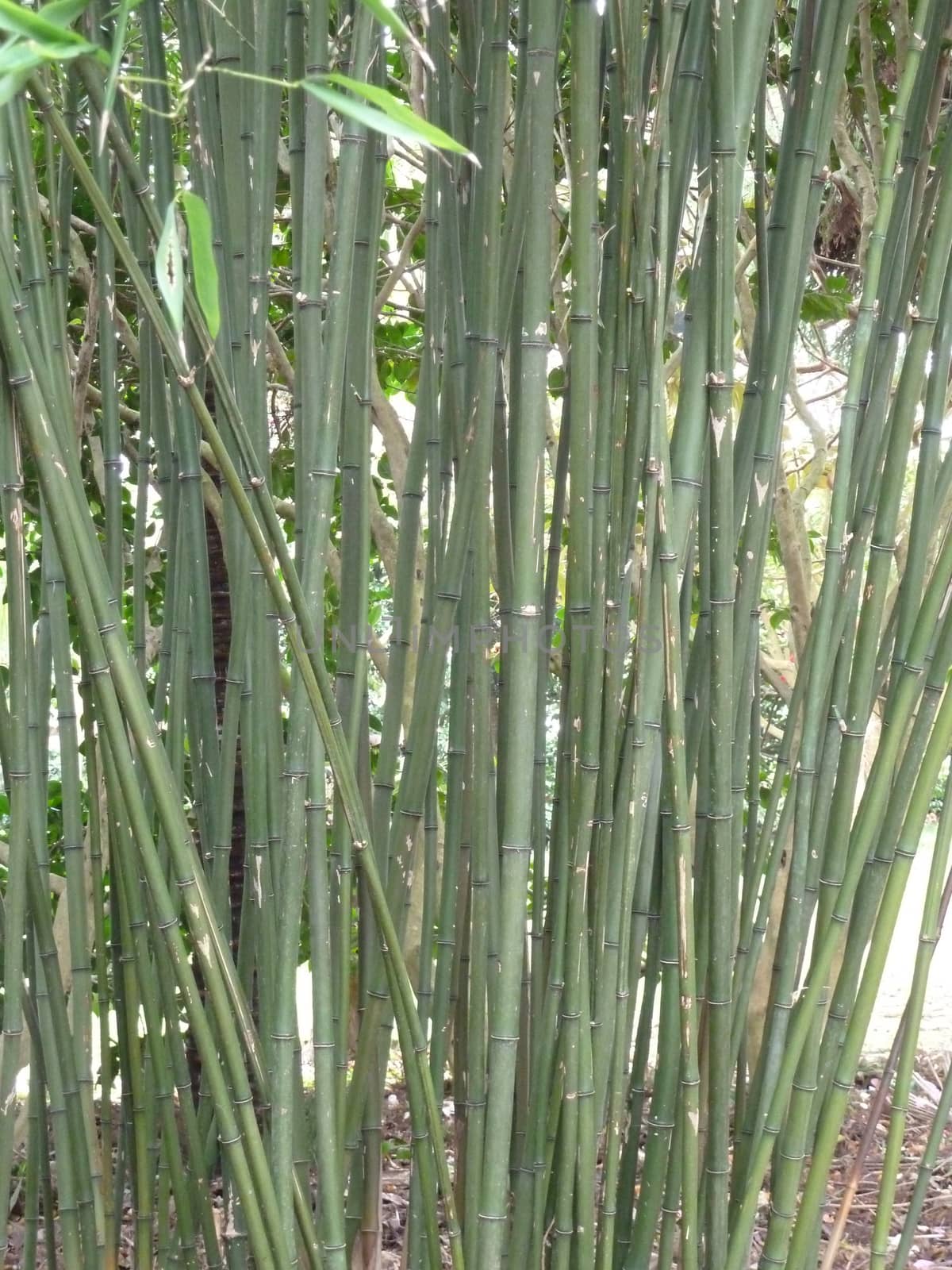 Bright strong green bamboo stalks close together
