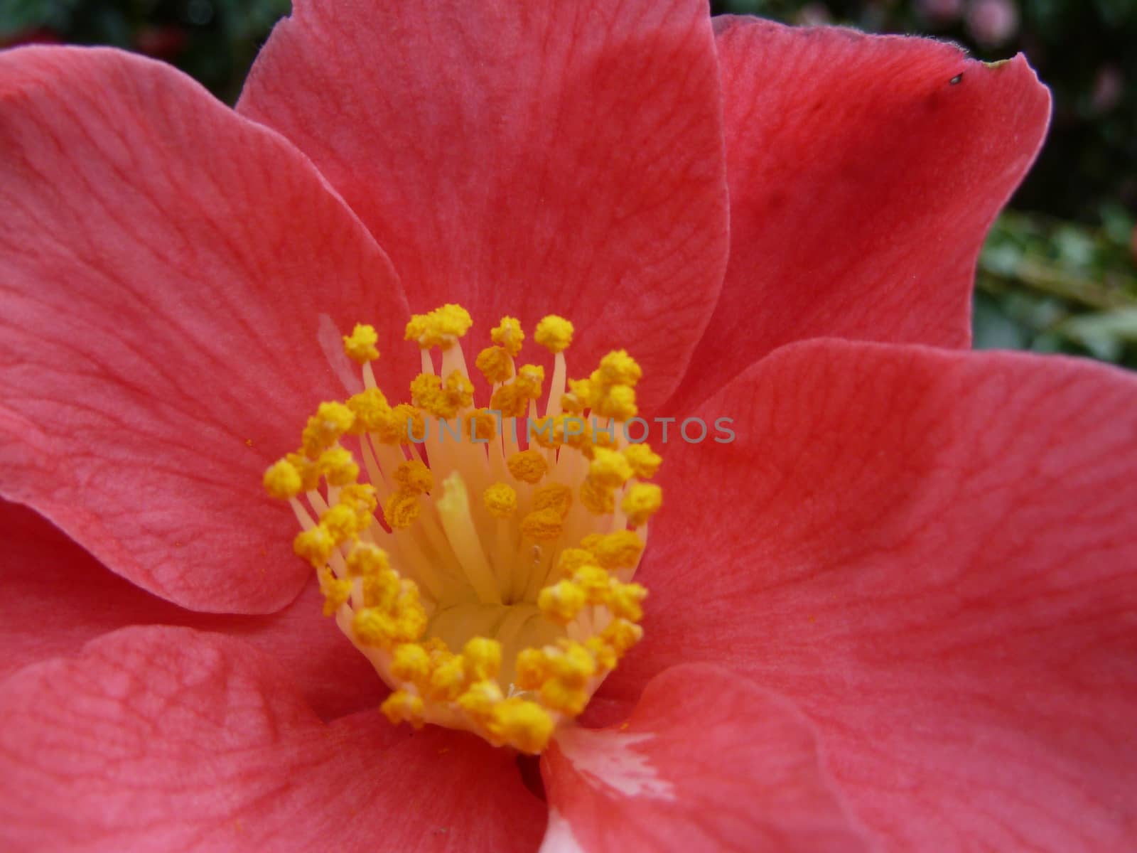 Yellow stamens at the centre of a pretty red flower