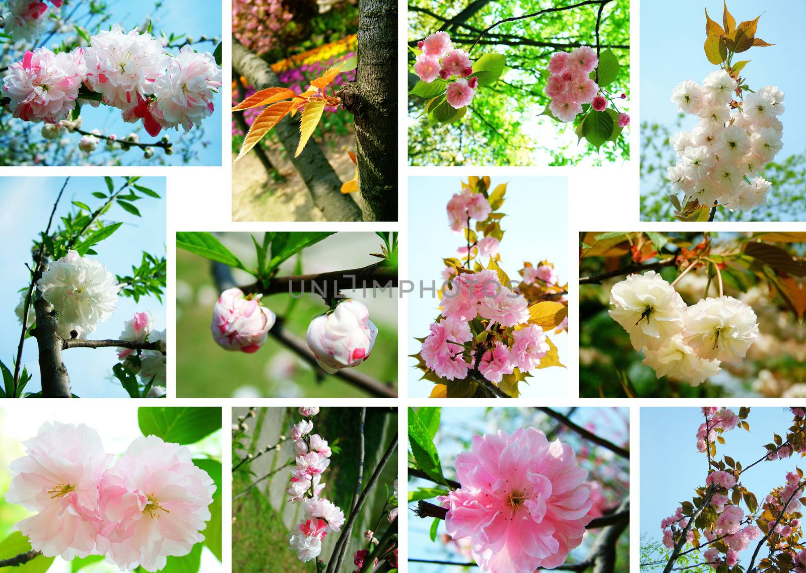 Cherry blossoms Collage by myyaym