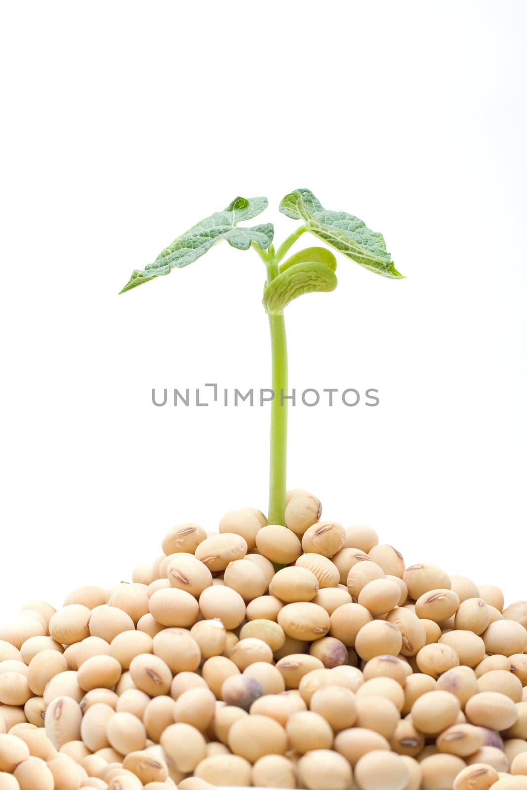 Soybean sprout isolated