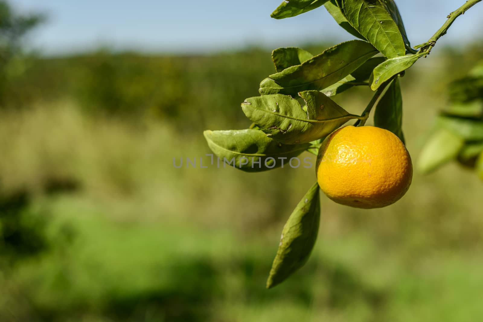 Mandarin oranges on the tree.