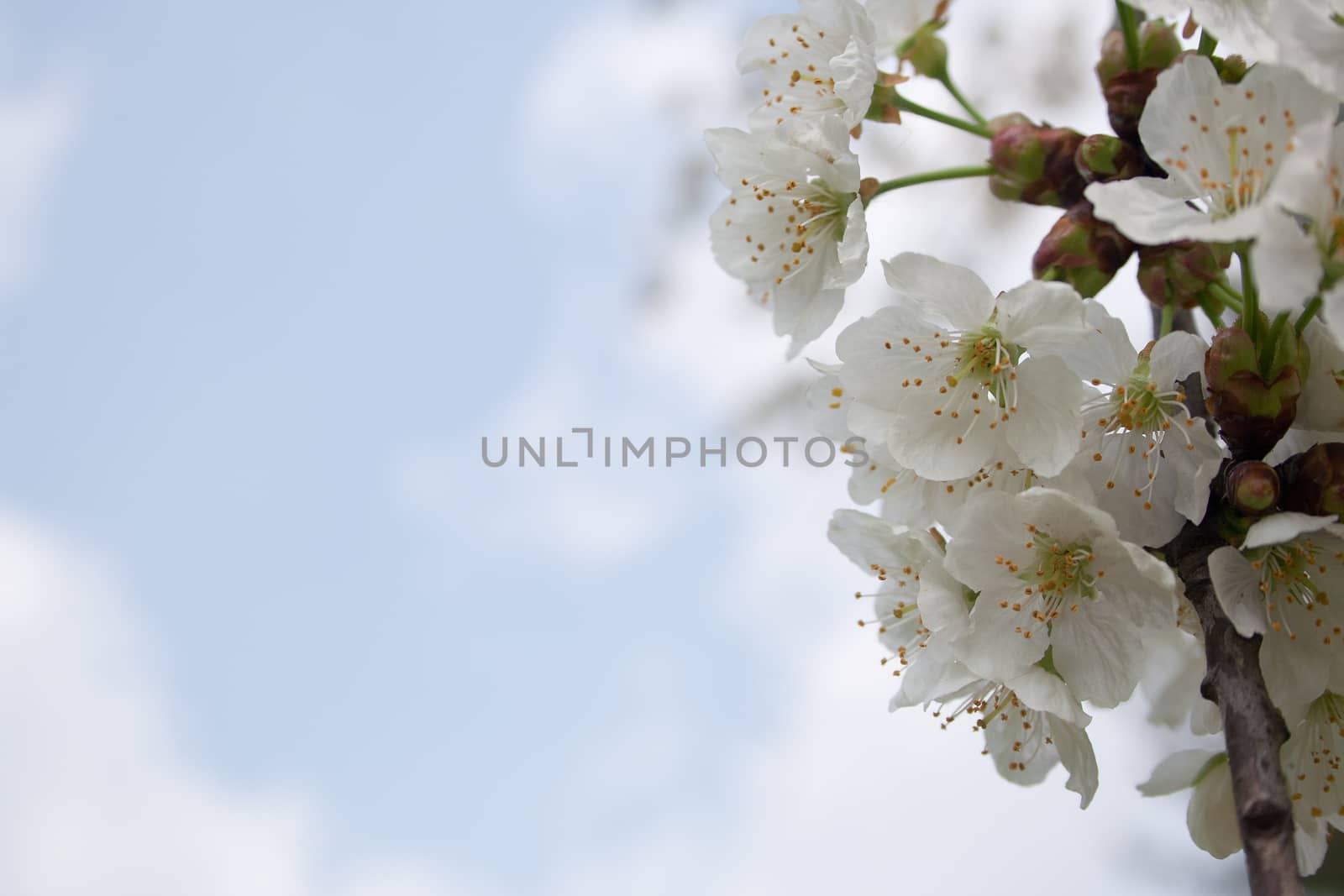 Closeup cherry blossom