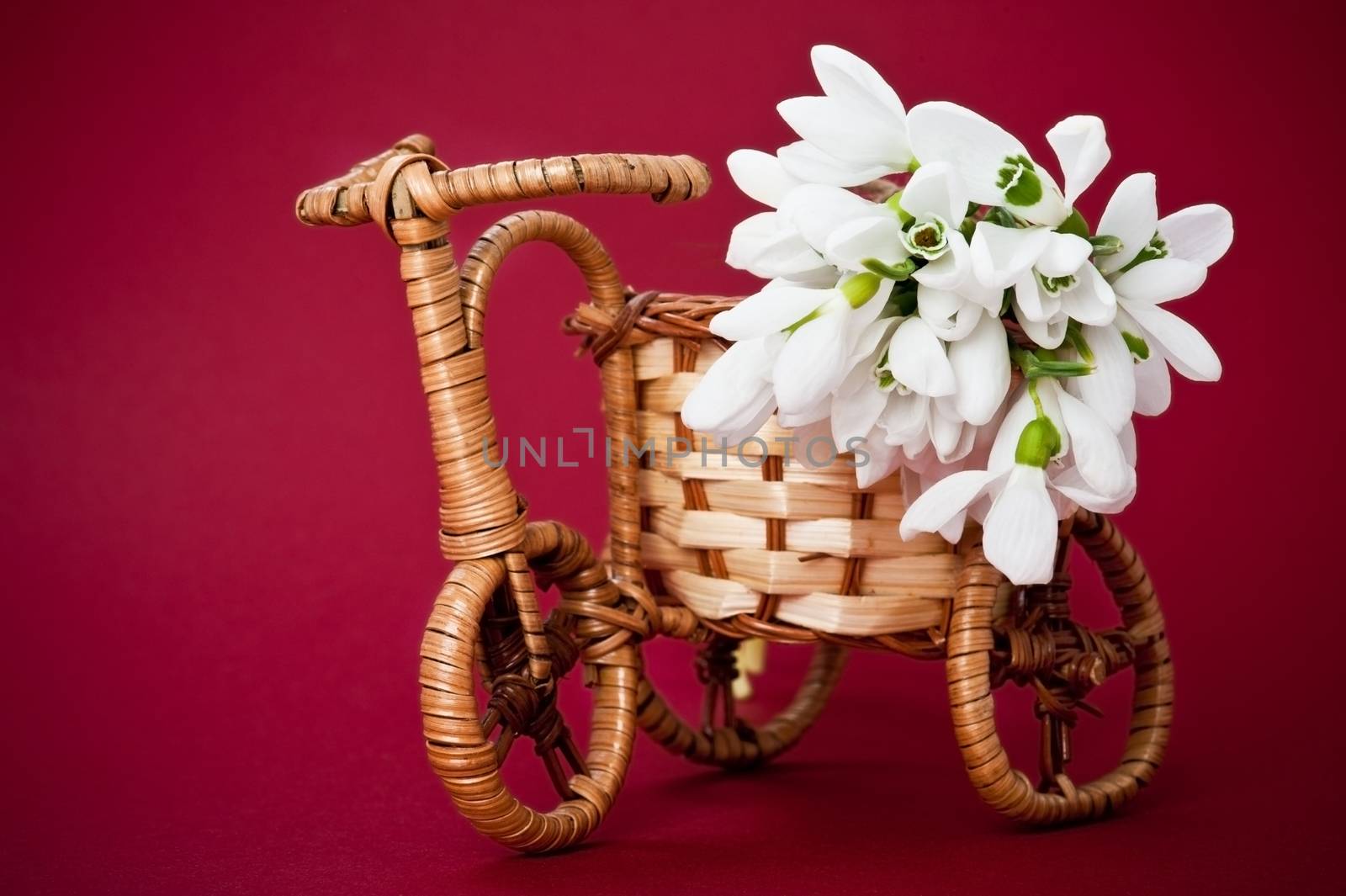 Wooden rods bicycle flowerpot with spring flowers on red background