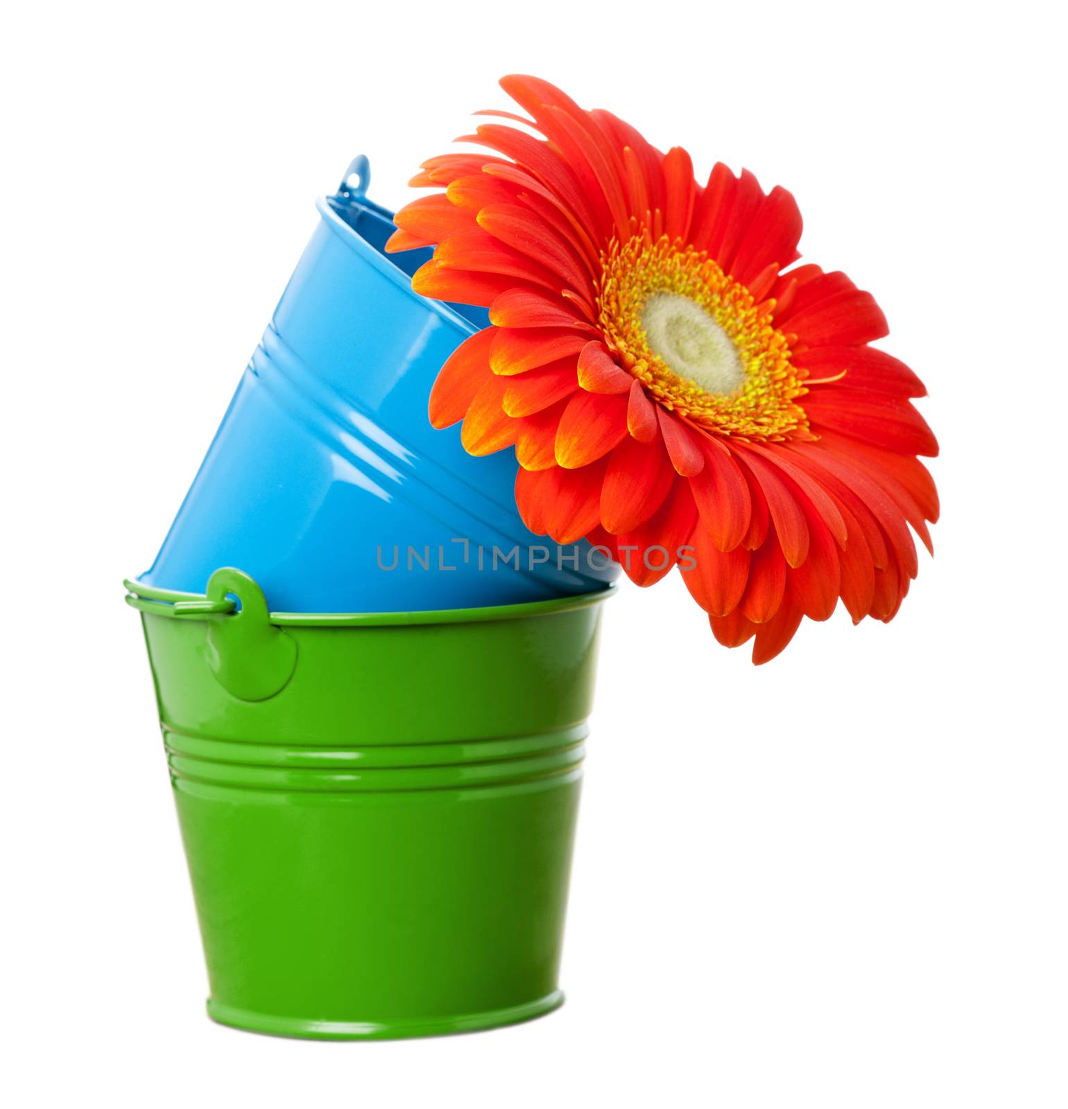 Vivid orange gerbera daisy flower in green and blue buckets isolated on white 