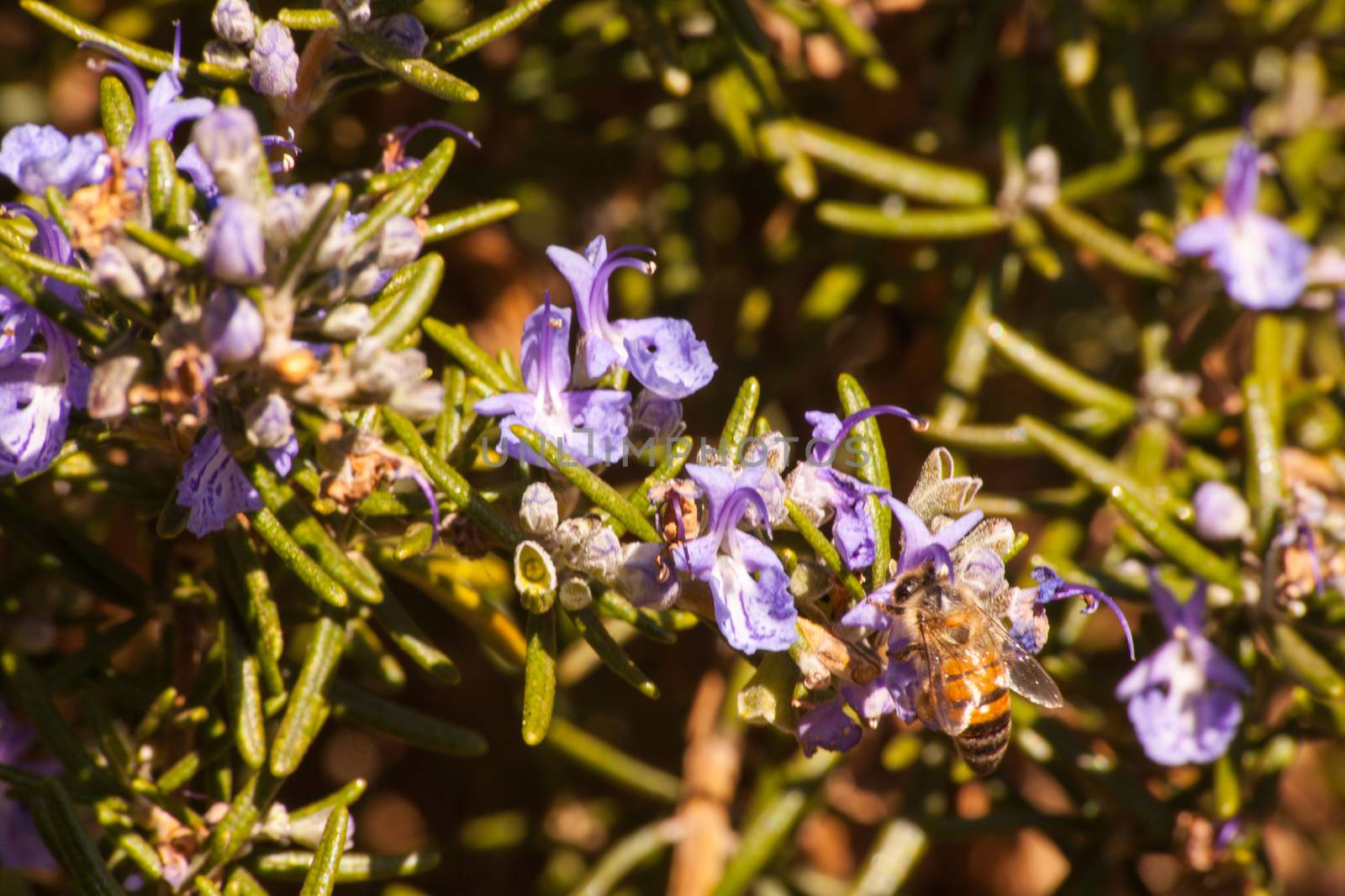 Rosemary plant in flower