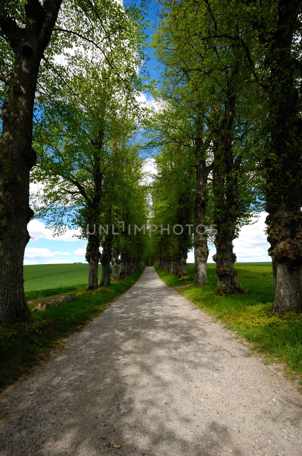 Pathway with trees by cfoto